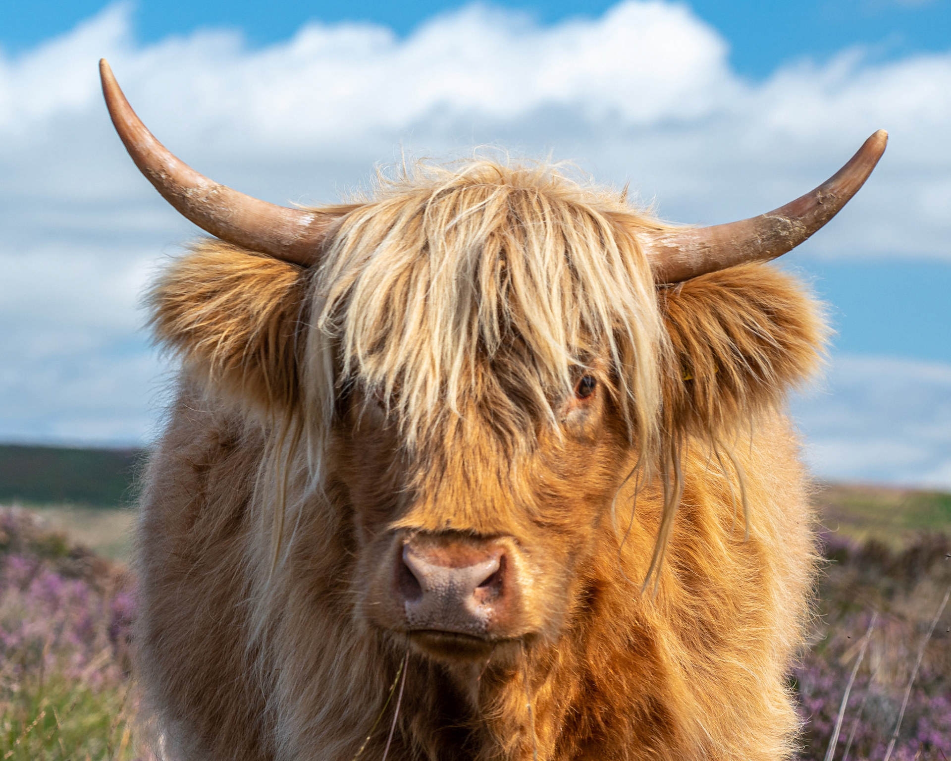 Up close - Highland Cow