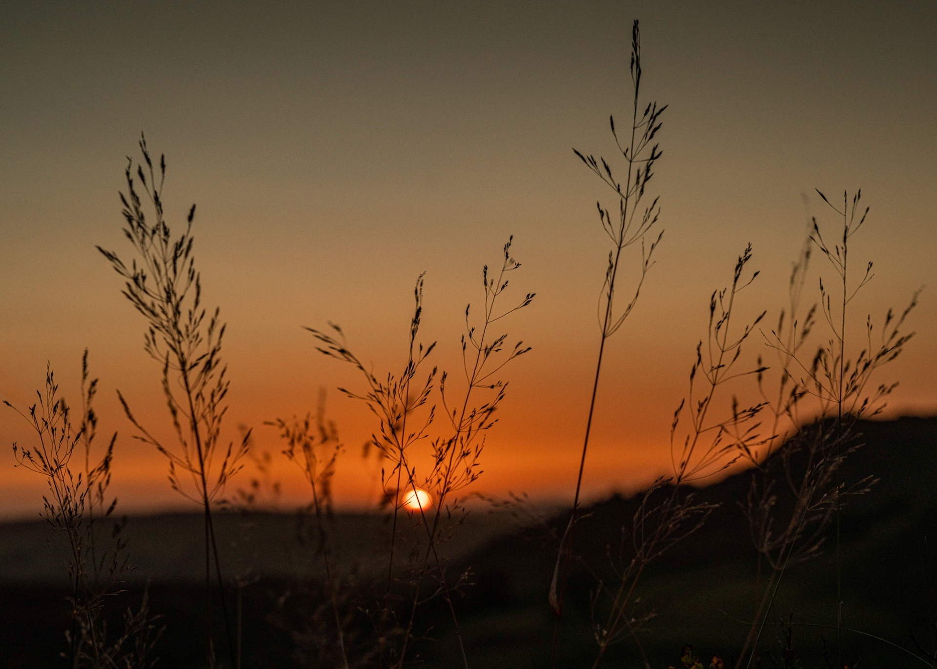 Sunset through grasses