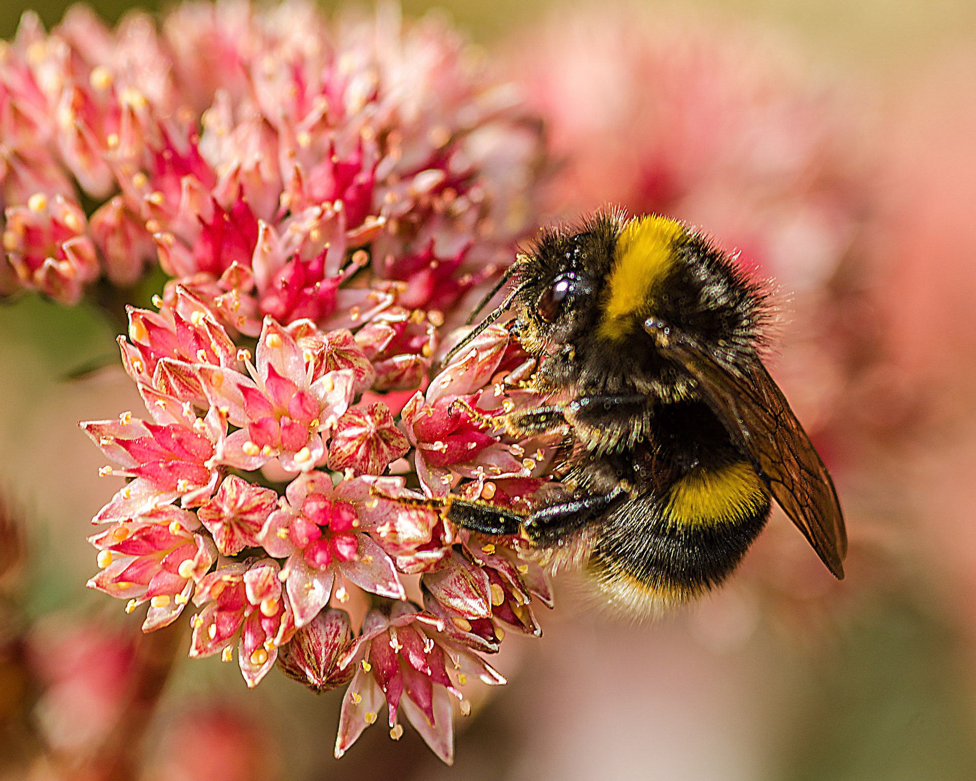Bee on Sedum