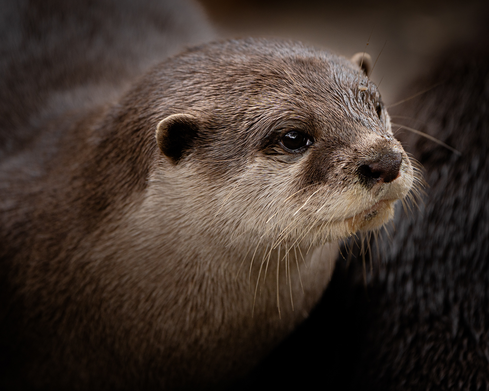 Otter - Edinburgh Zoo