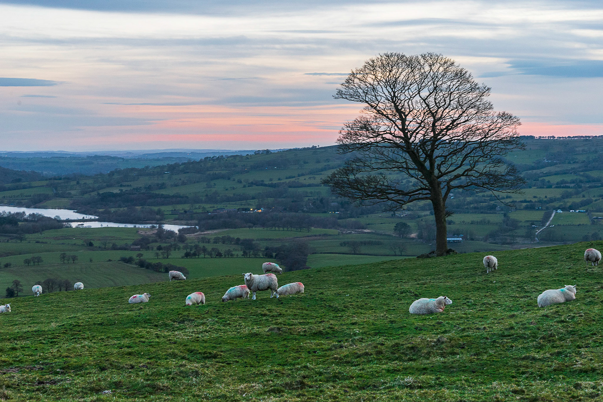 Lone Tree below the Roaches