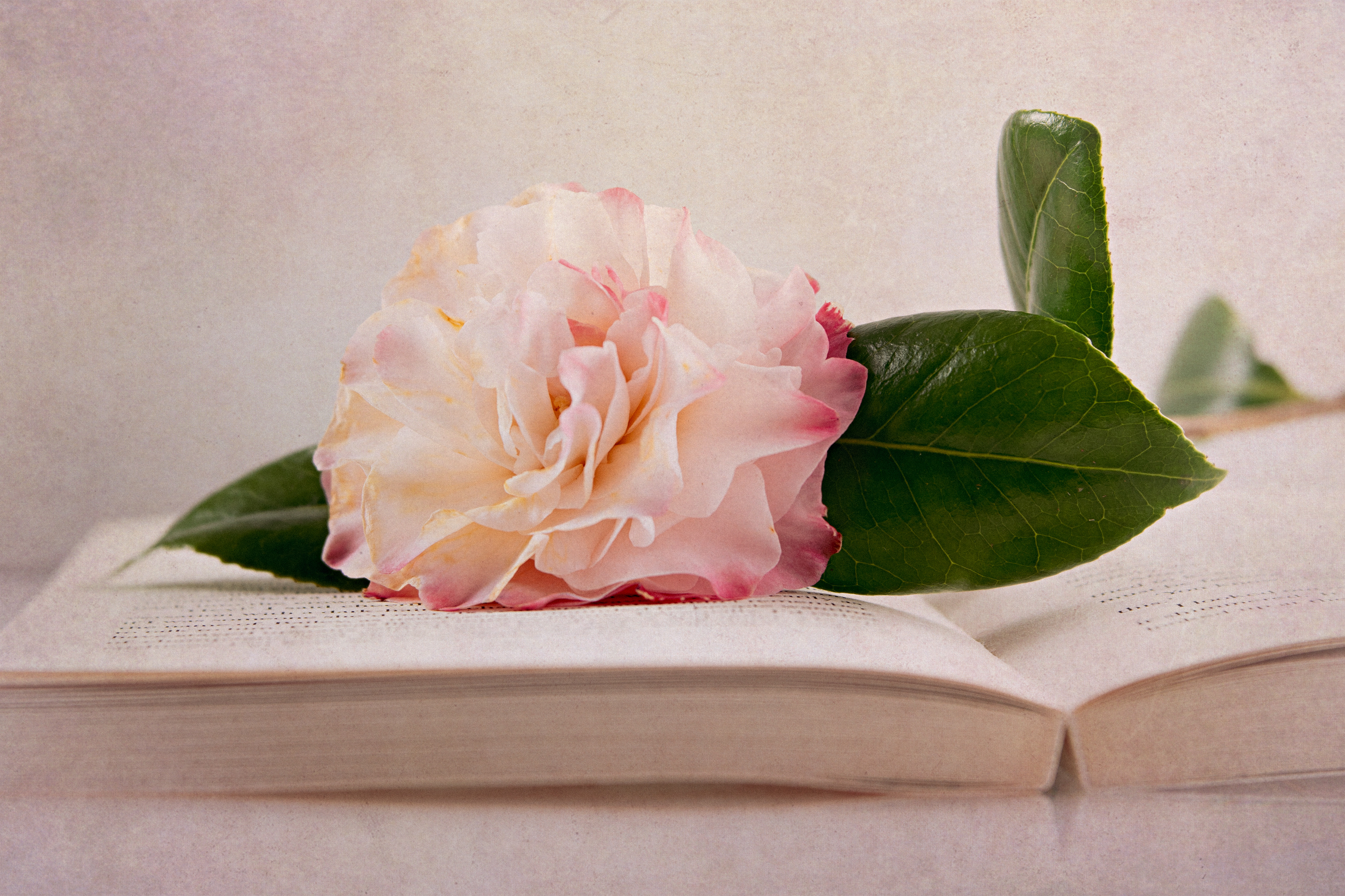 Camelia on book