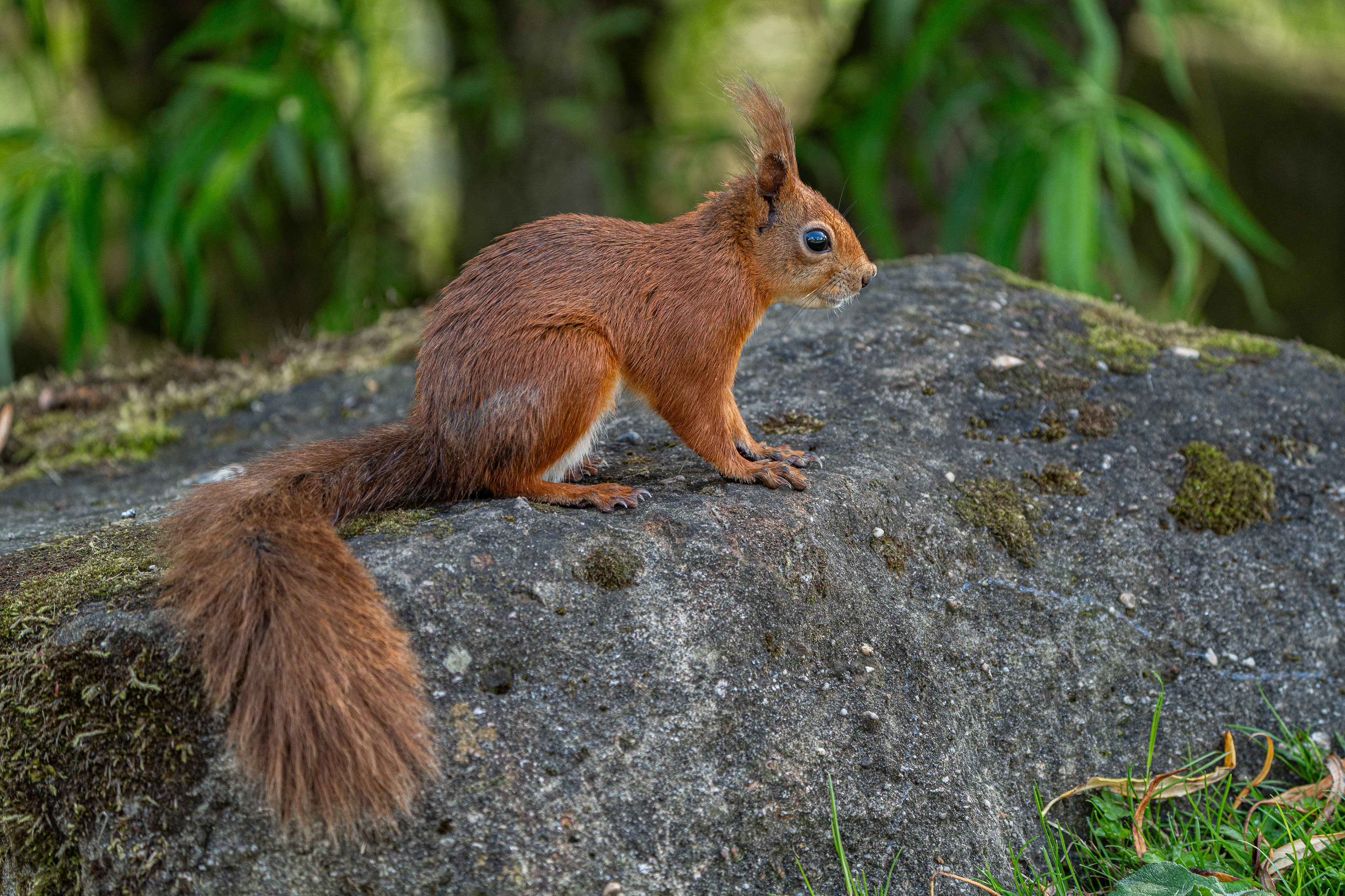 Red Squirrel, taken at Peak Wildlife Park