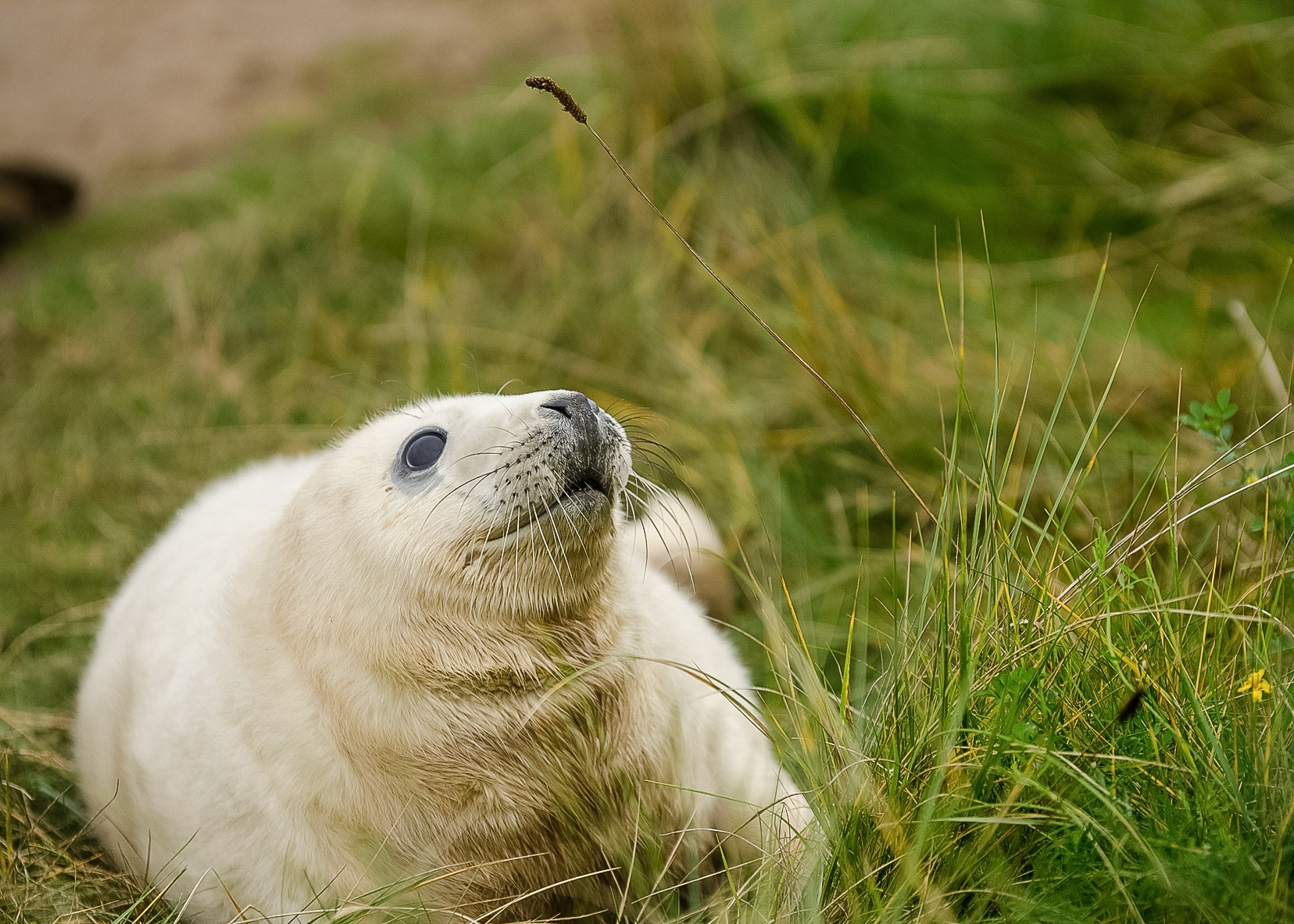 Baby Seal