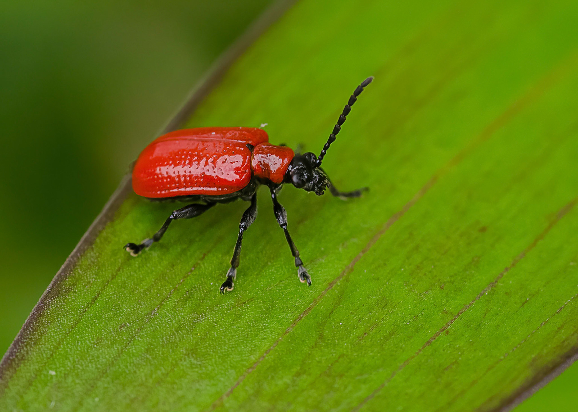 Liliy Beetle