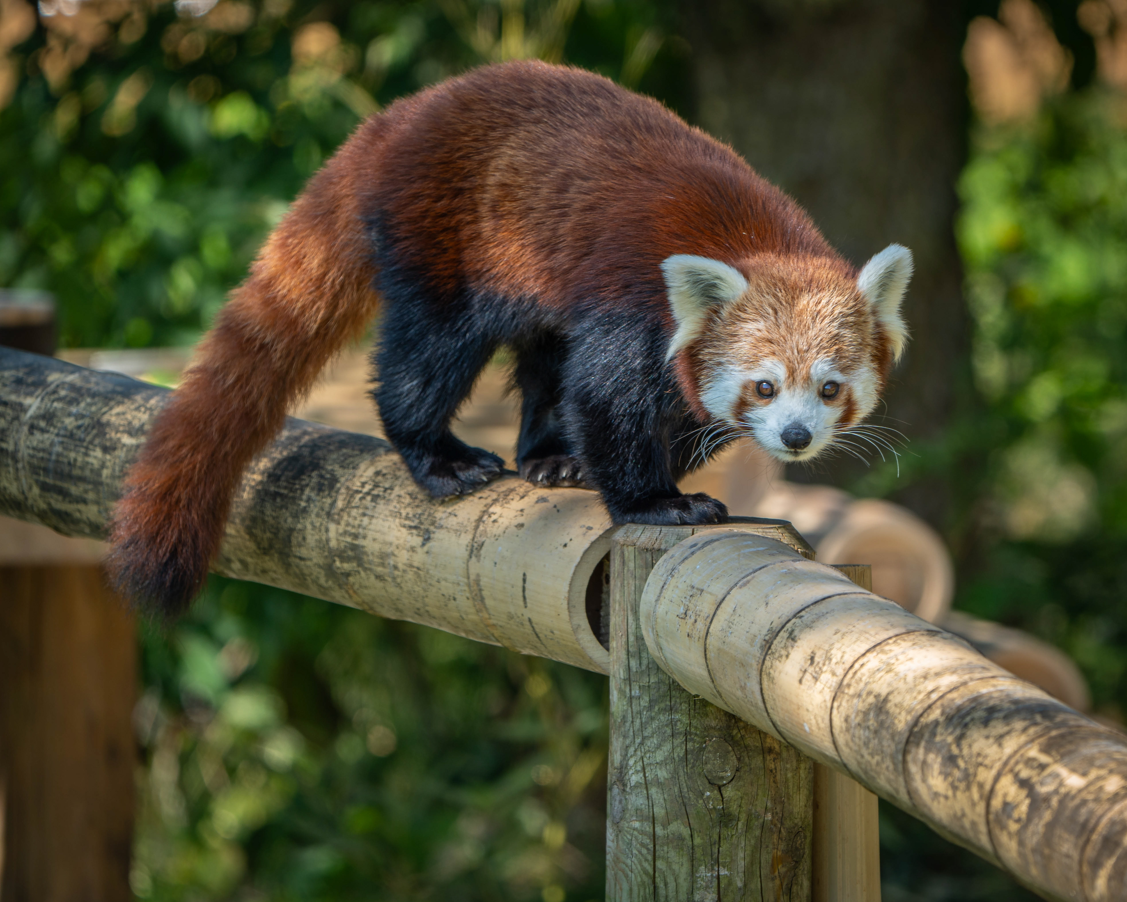 Red Panda, taken at Peak Wildlife Park