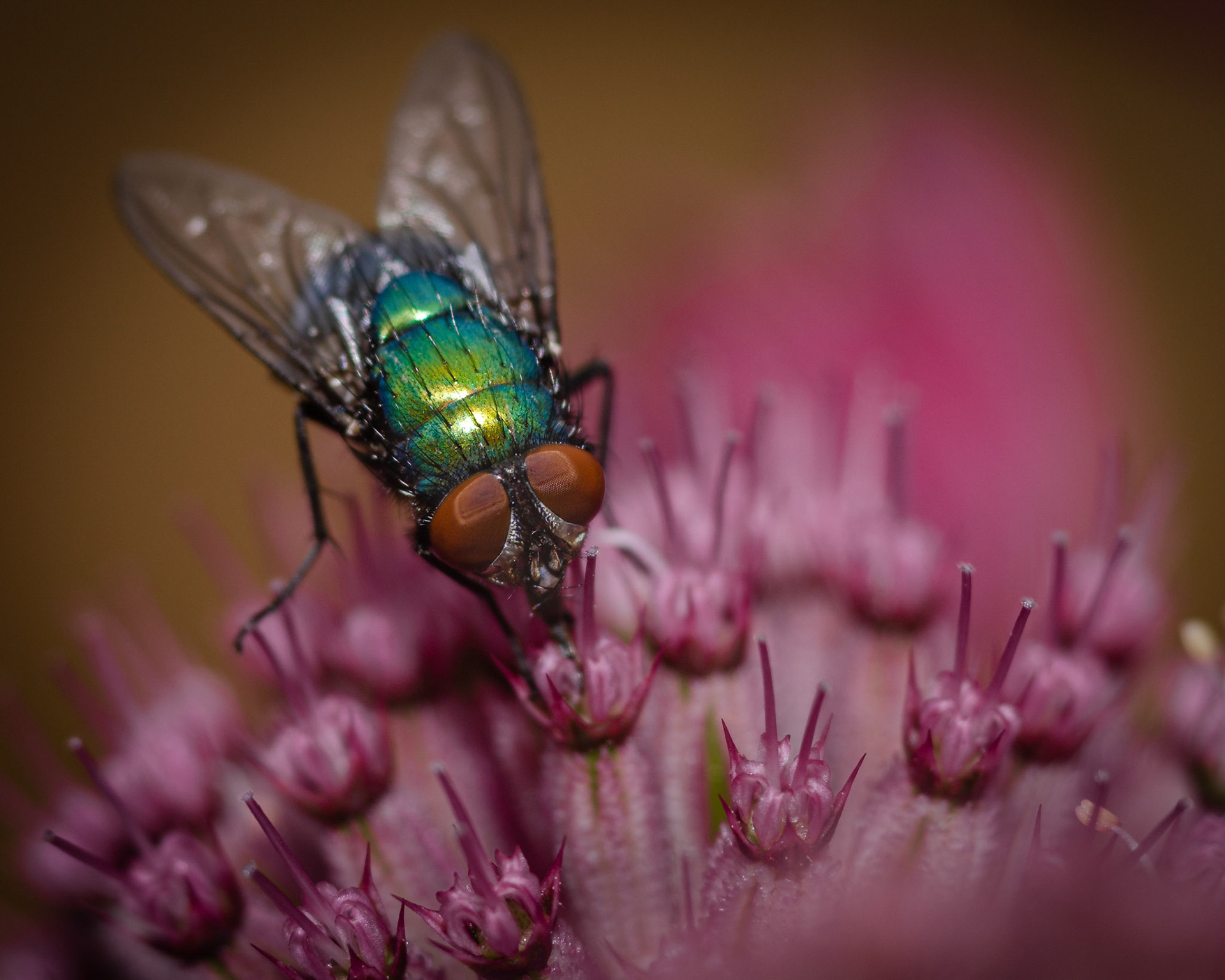 Fly on Astrantia