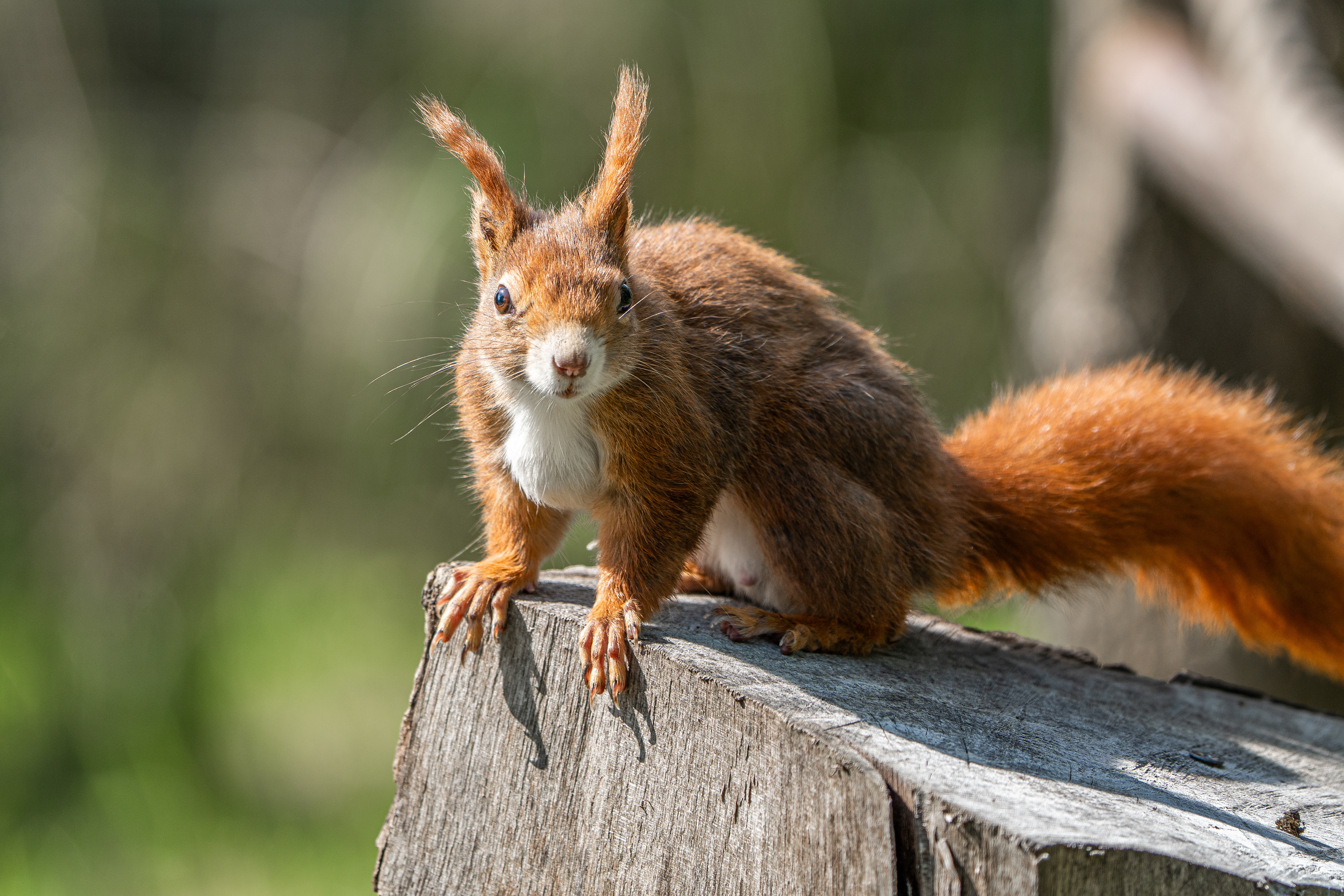 Red Squirrel, taken at Peak Wildlife Park