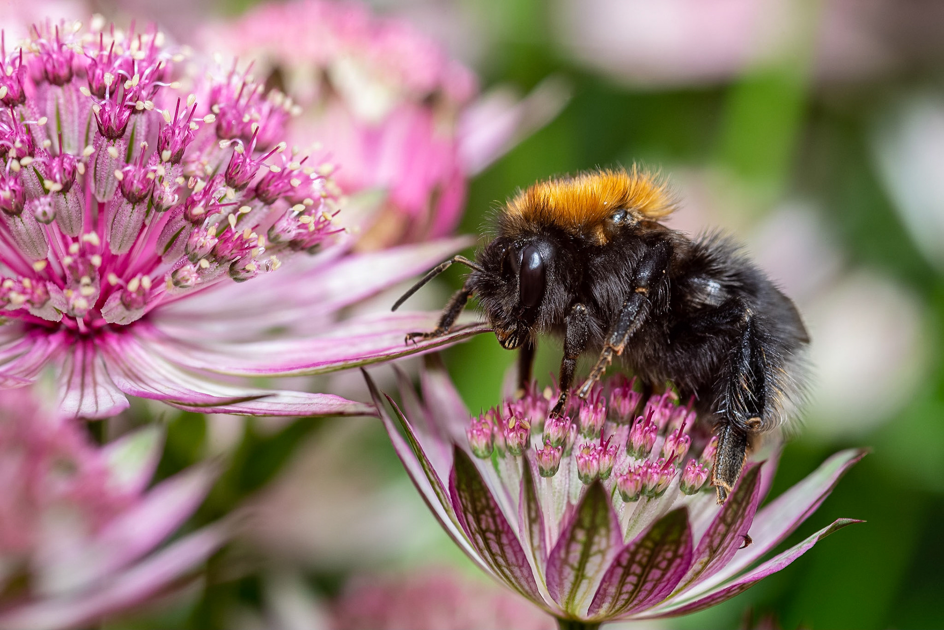 Bee on Astrantia