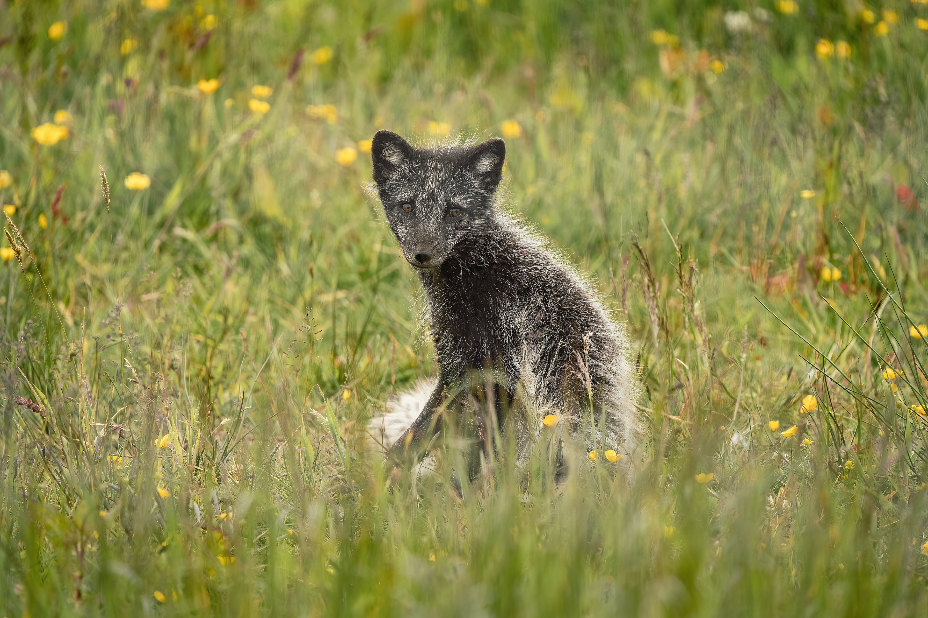 Arctic Fox at Peak Wildlife Park, Staffordshire