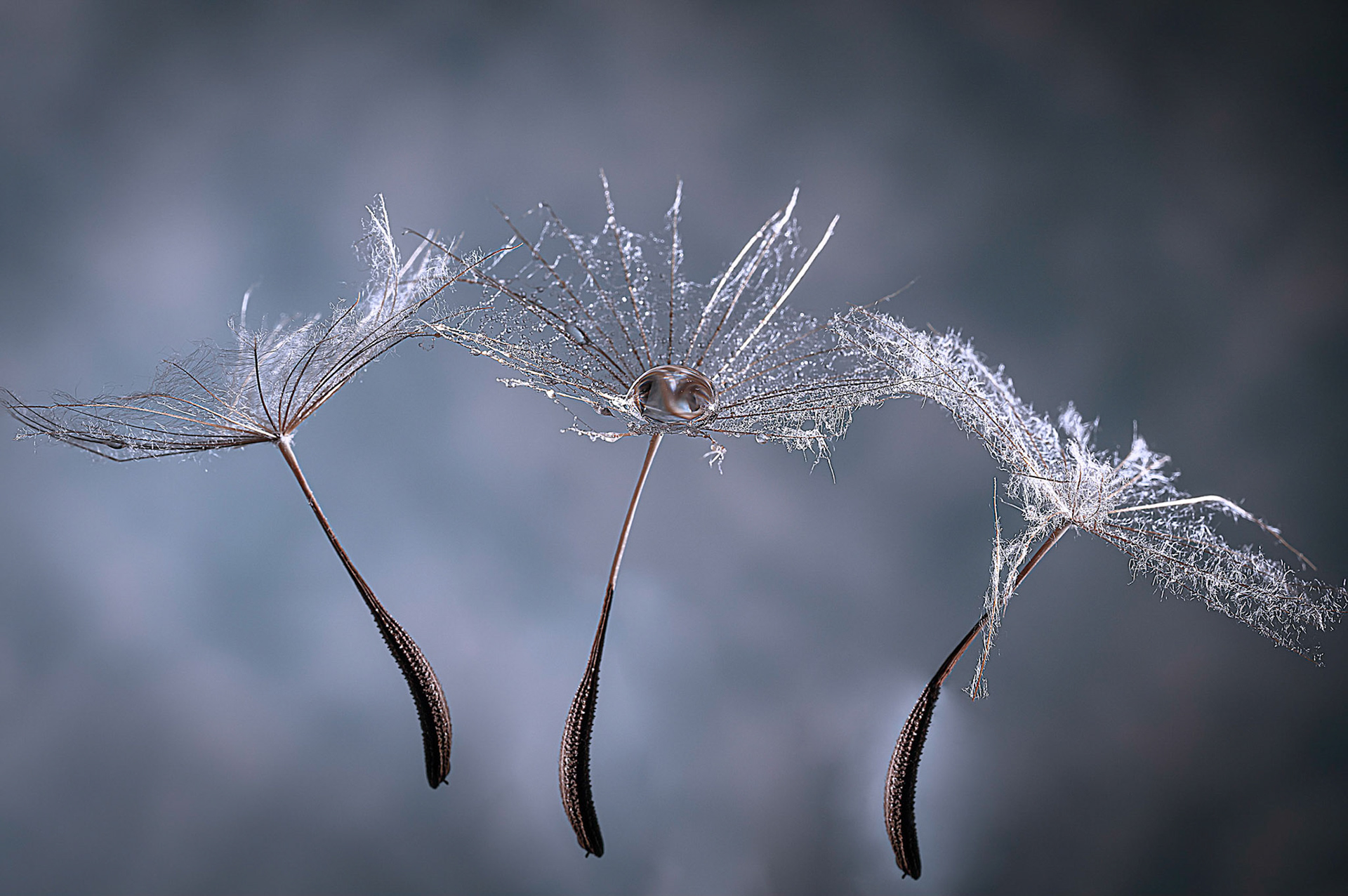 Seed Trio