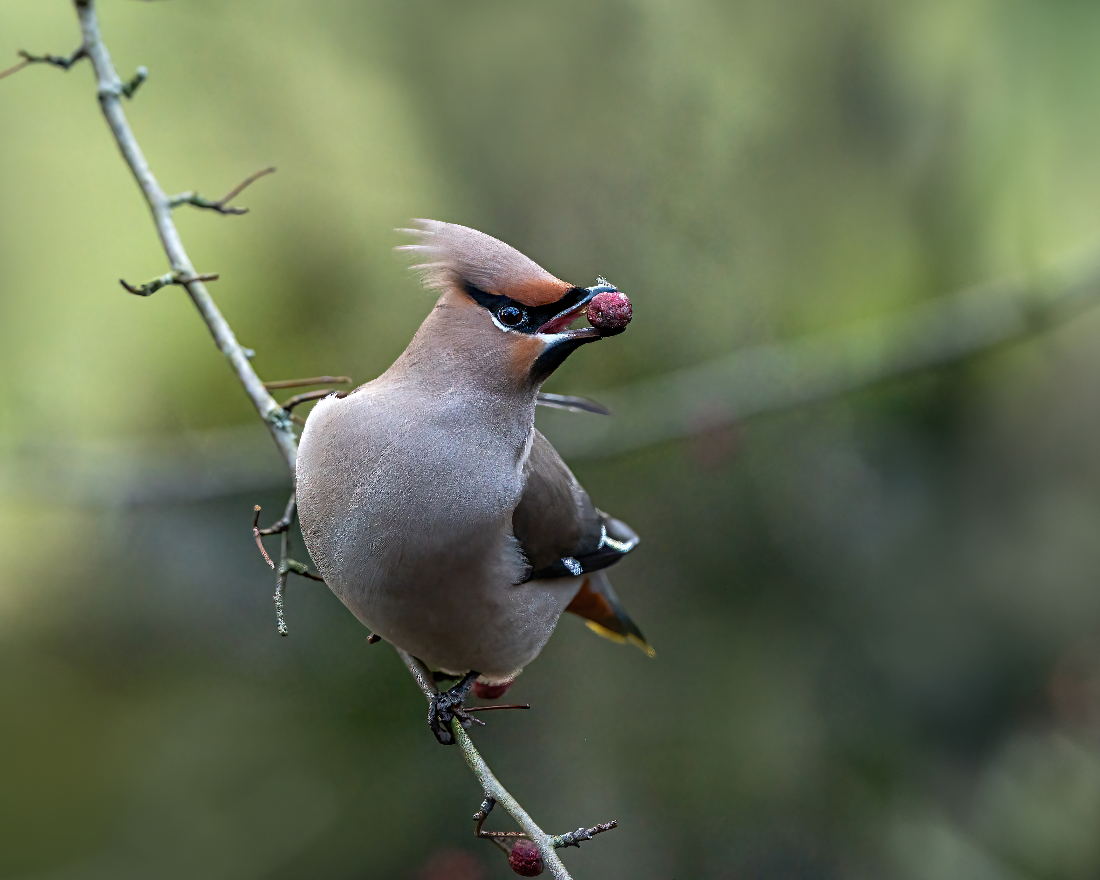 Waxwing
