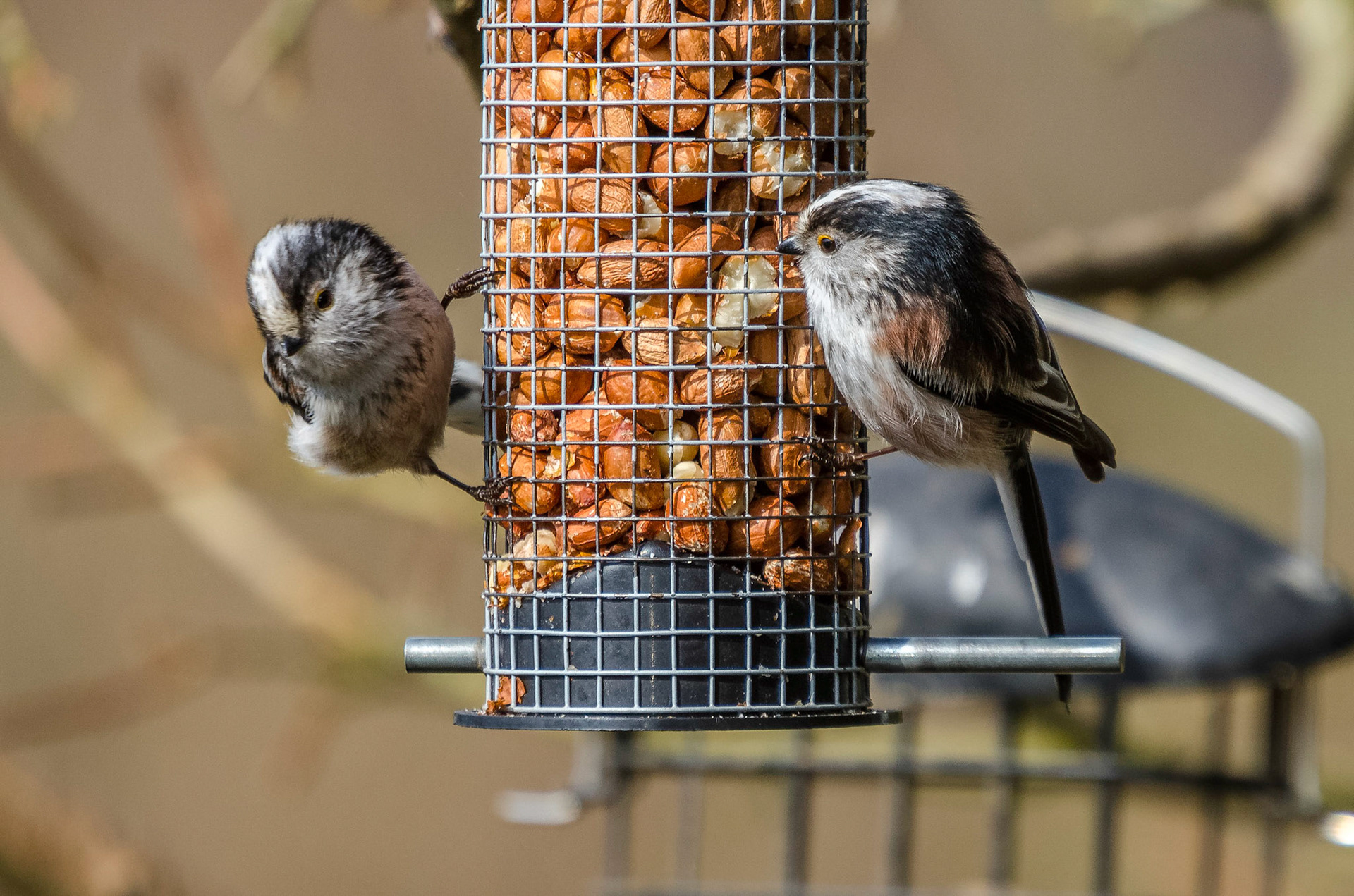 Long Tail Tits