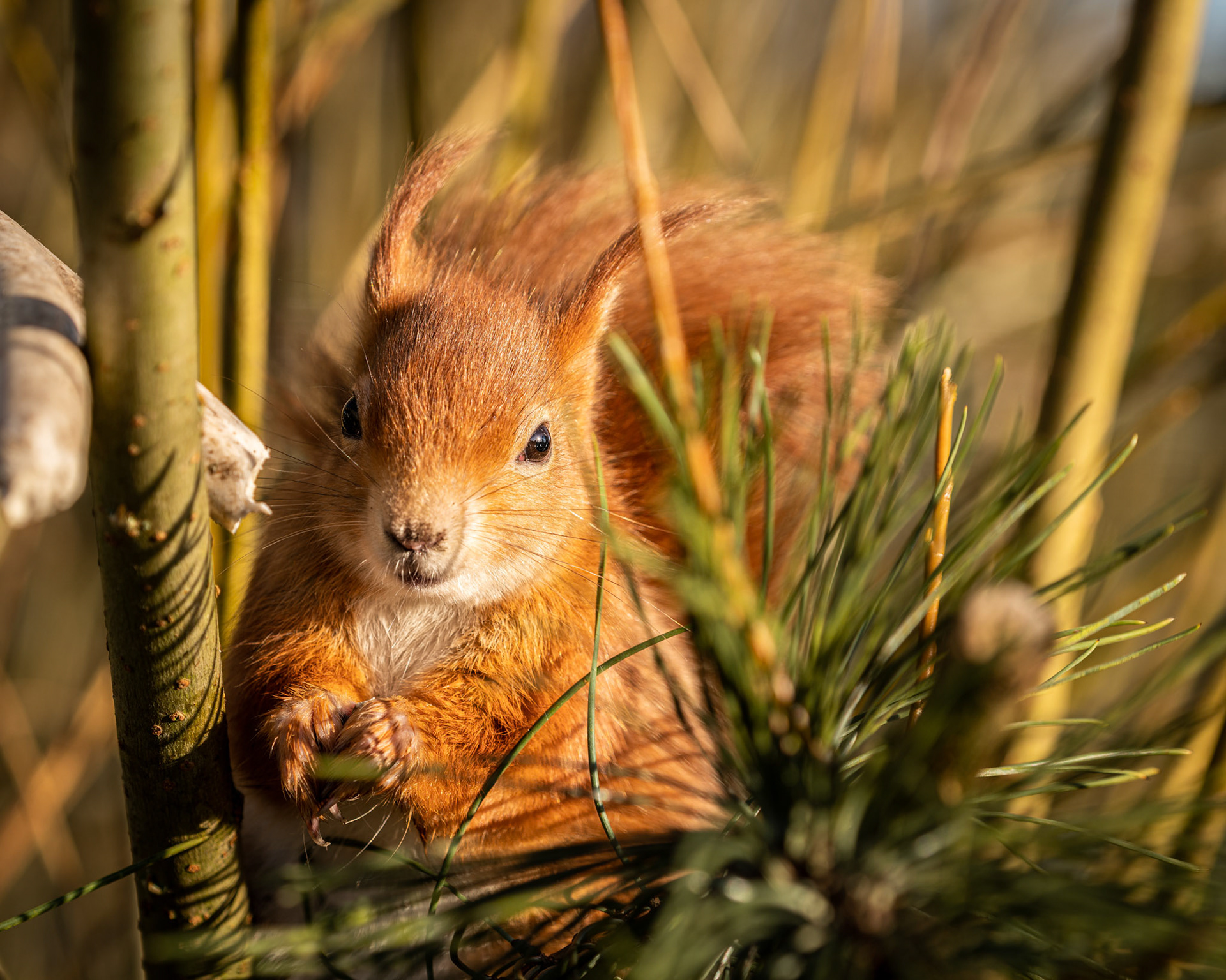 Red Squirrel