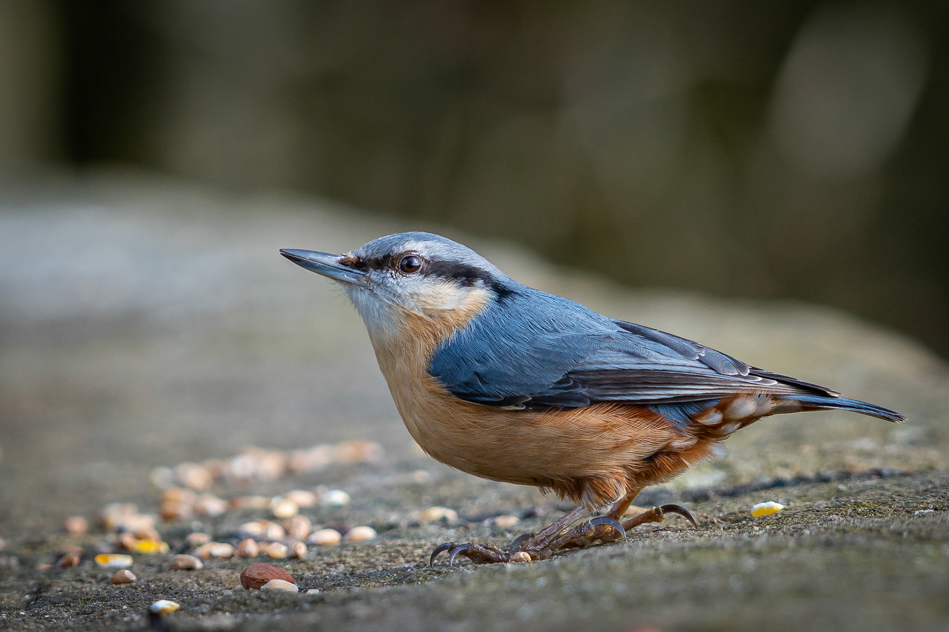 Nuthatch