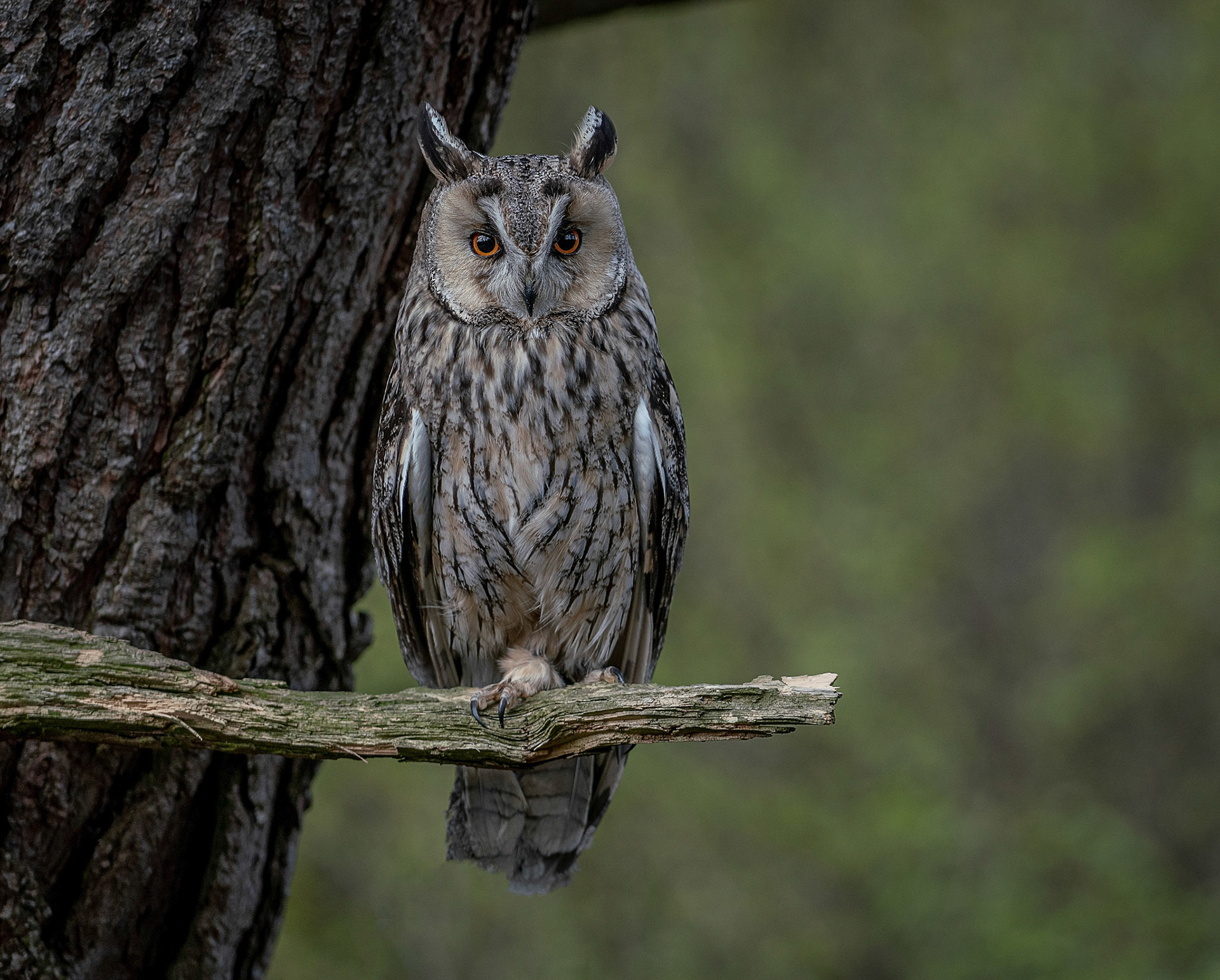 Perching Owl