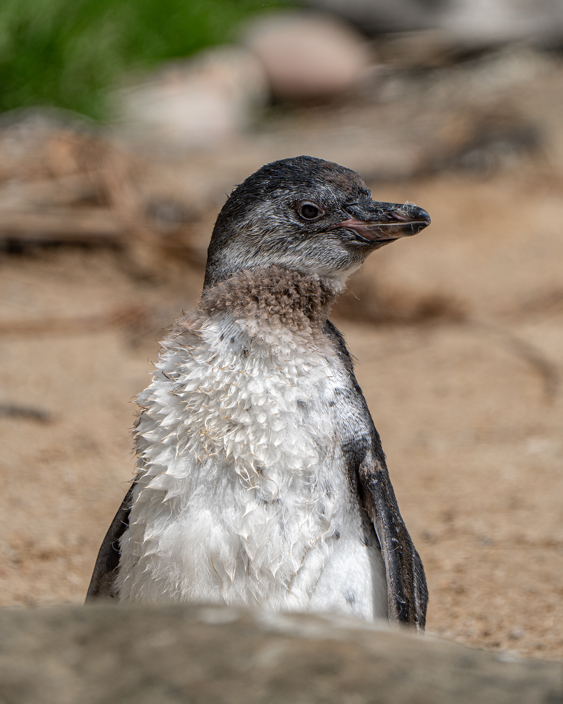 Young Humboldt Penguin, taken at Peak Wildlife Park