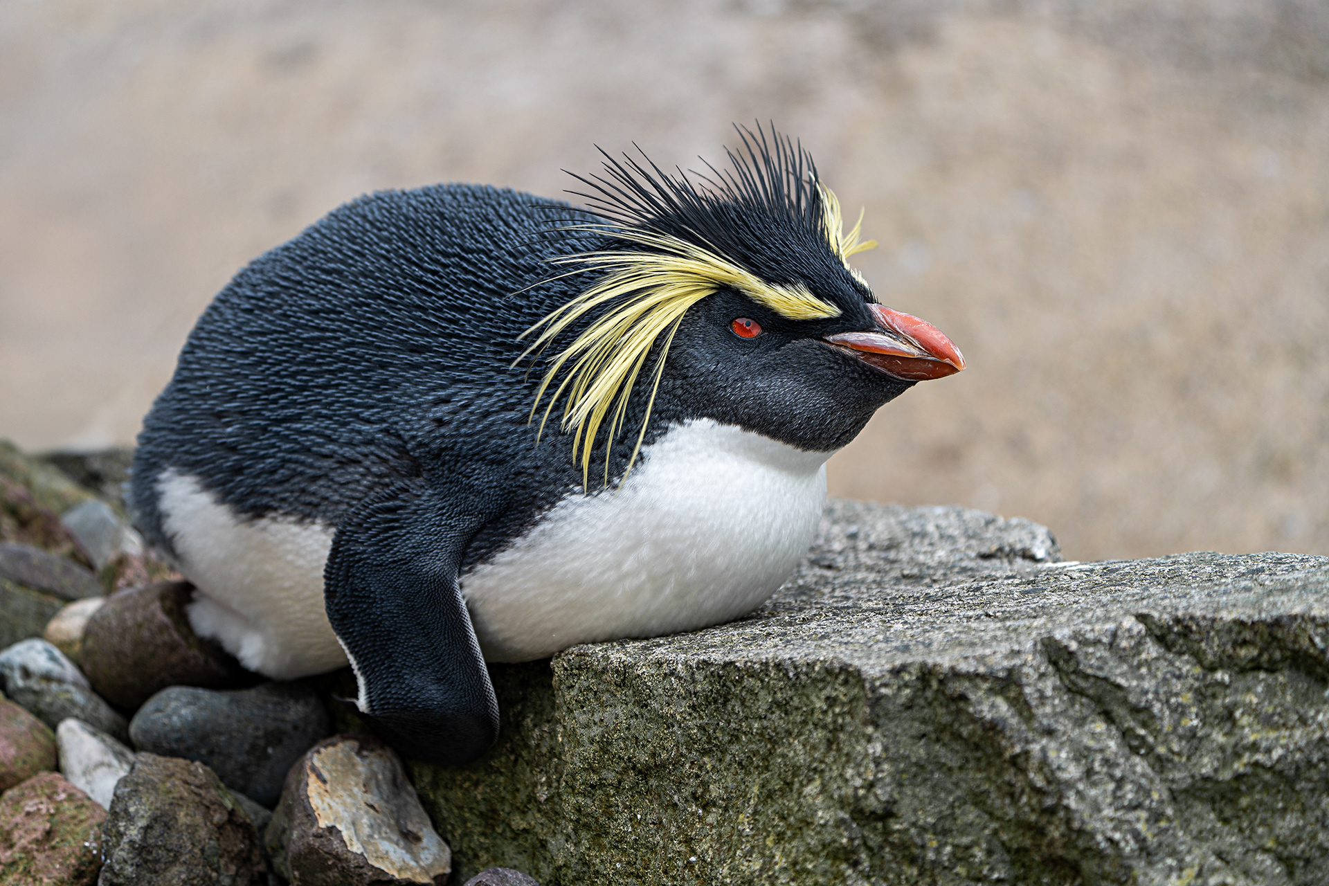 Rockhopper Penguin - Edinburgh Zoo