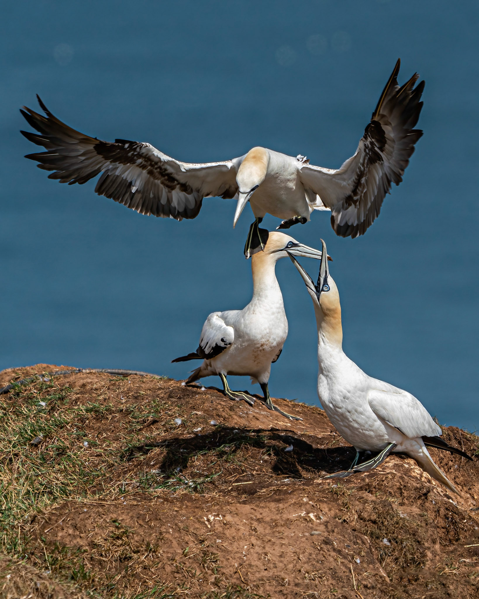 Incoming Gannets