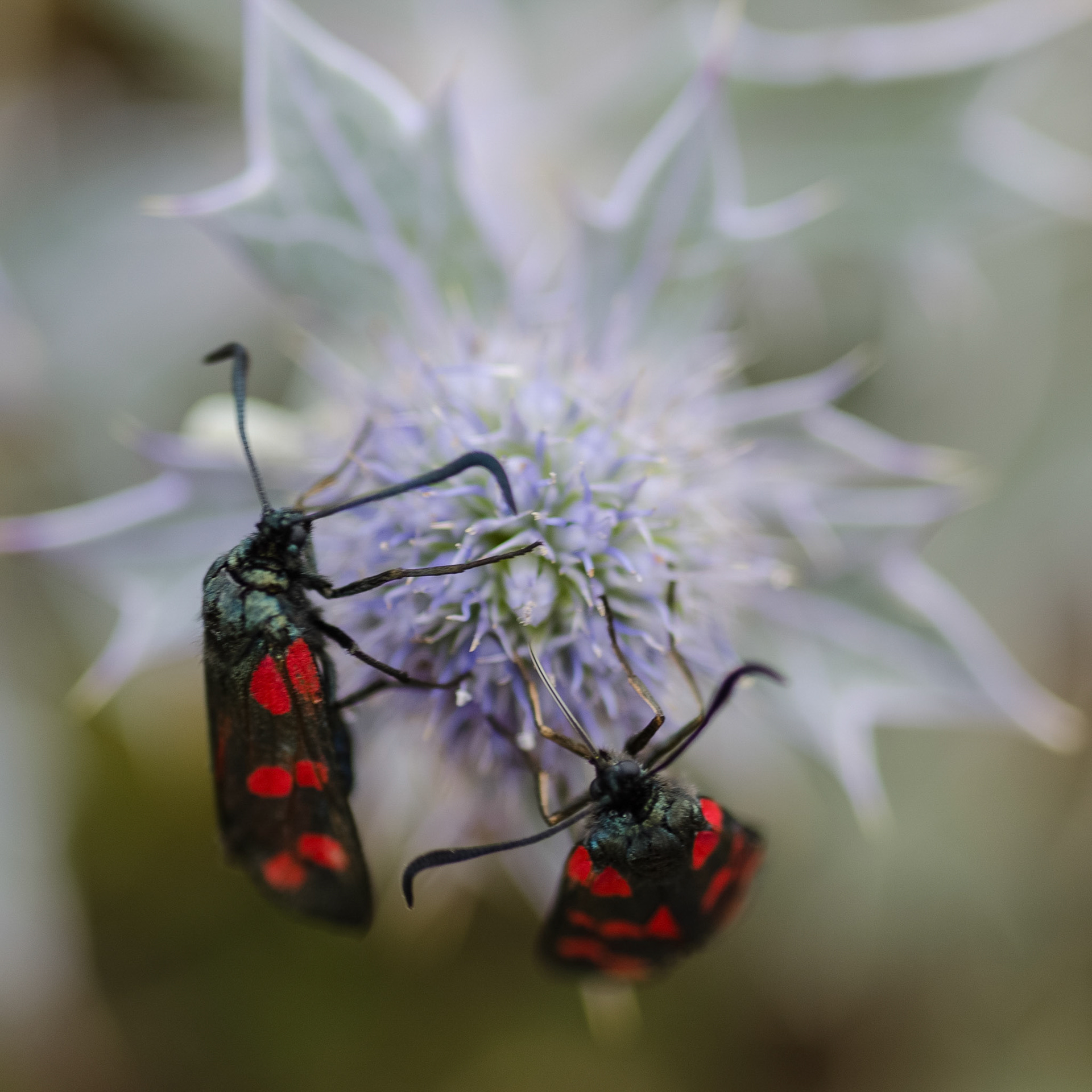 7 Spot Burnet Moth