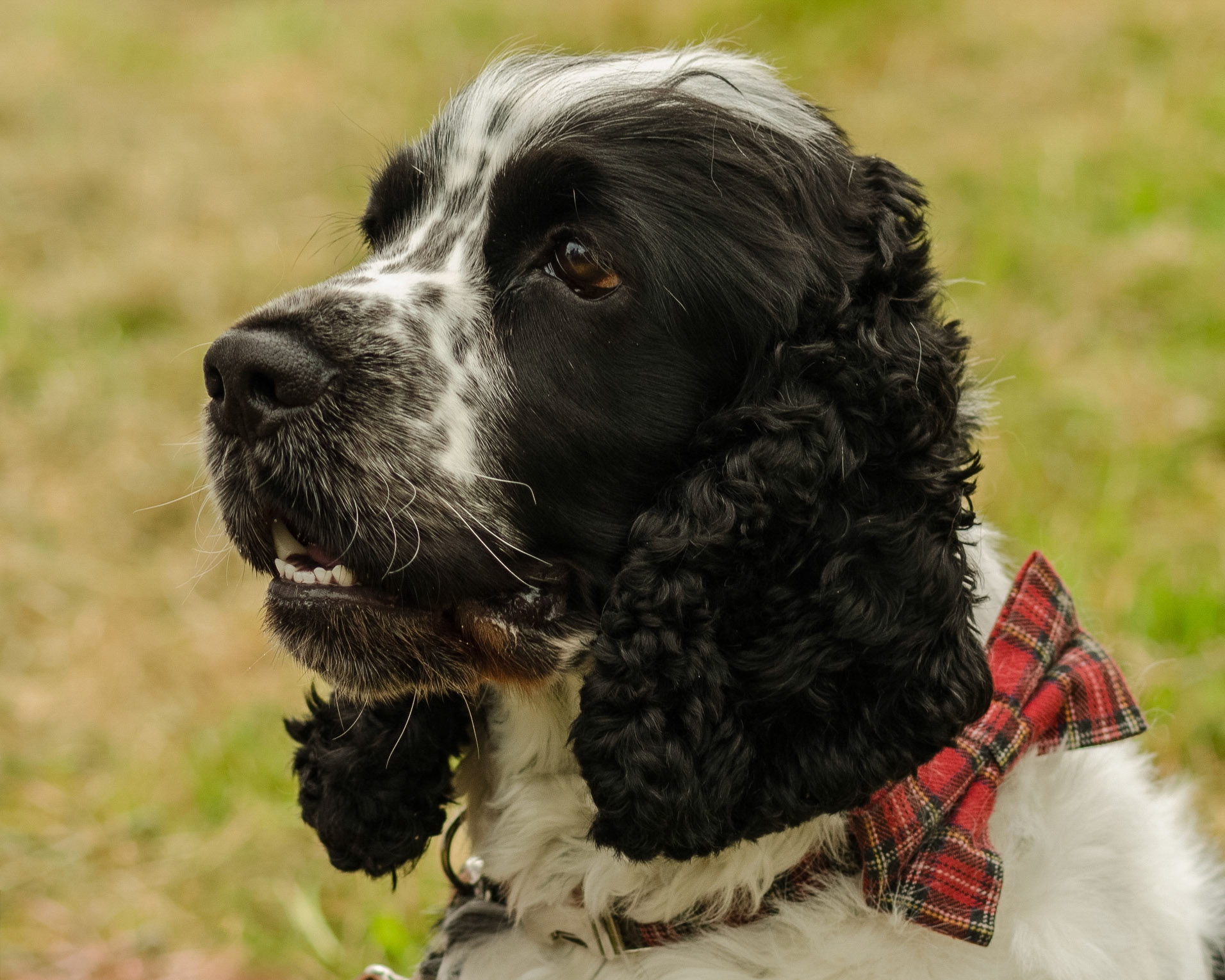 Springer Spaniel