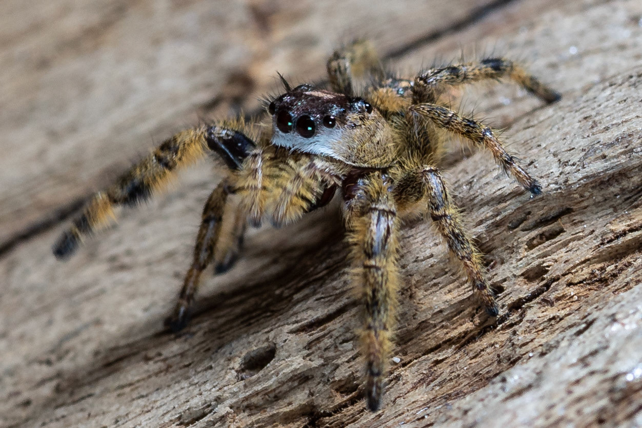 Jumping Spider
