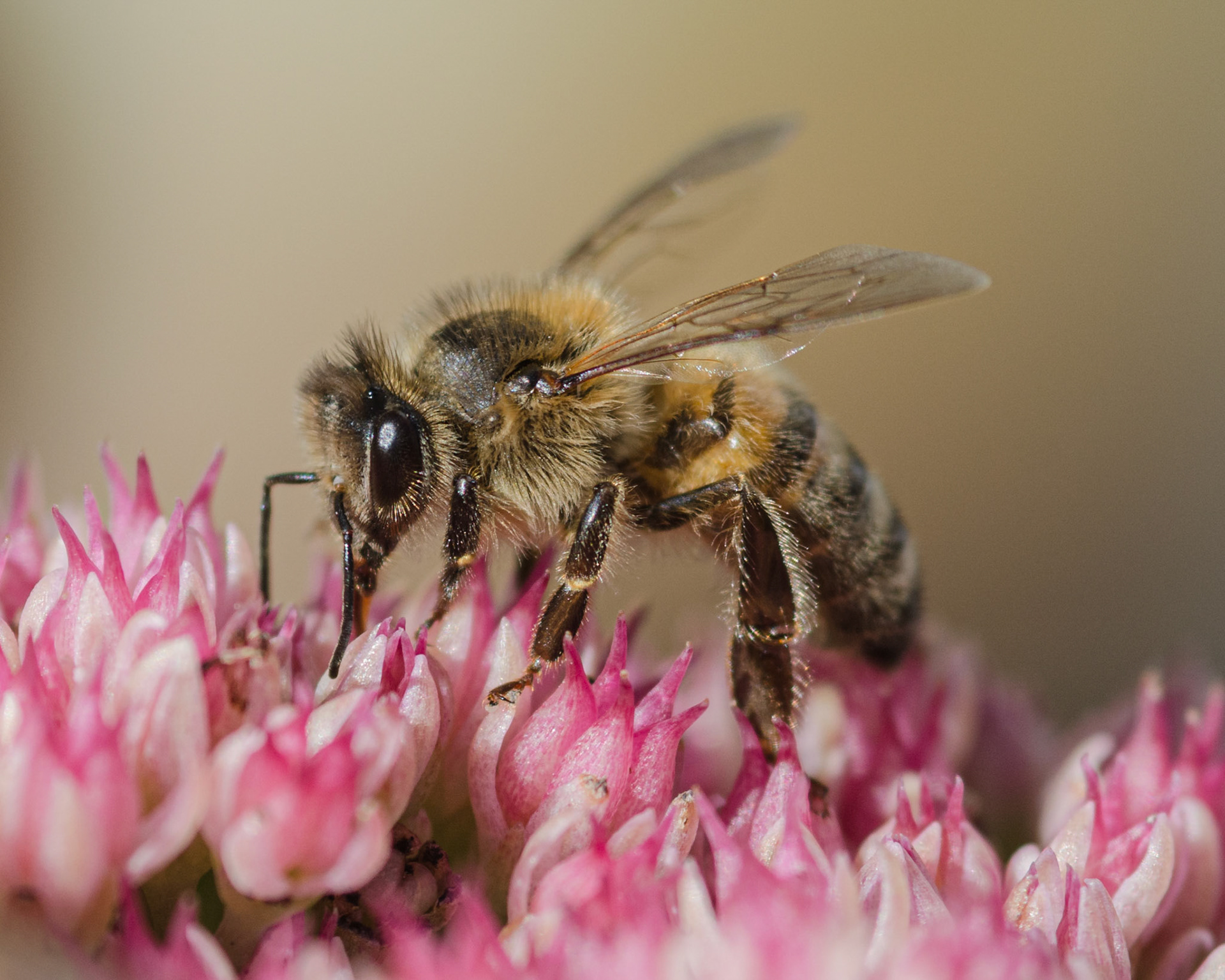 Bee on Sempervivum