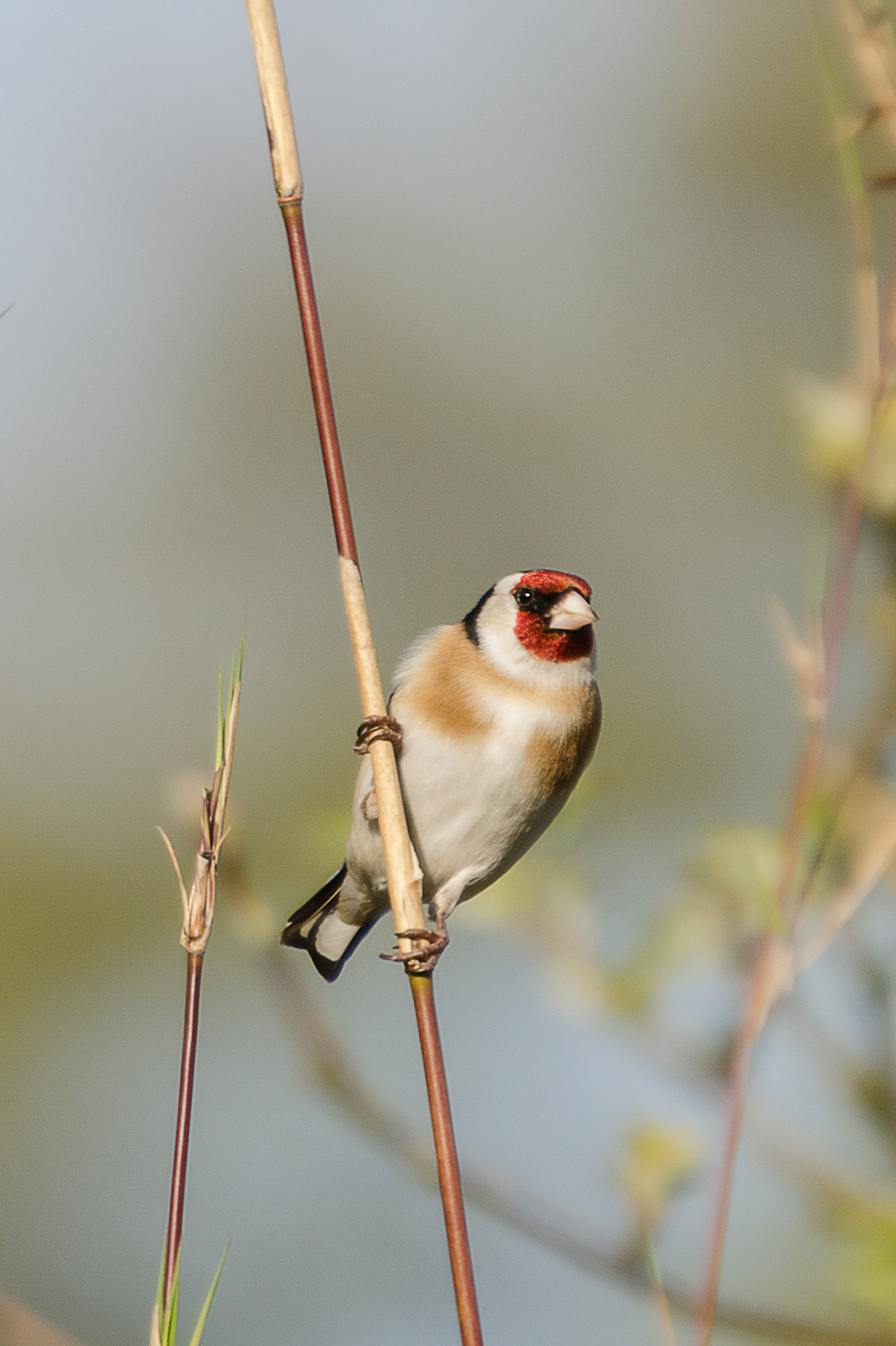Goldfinch