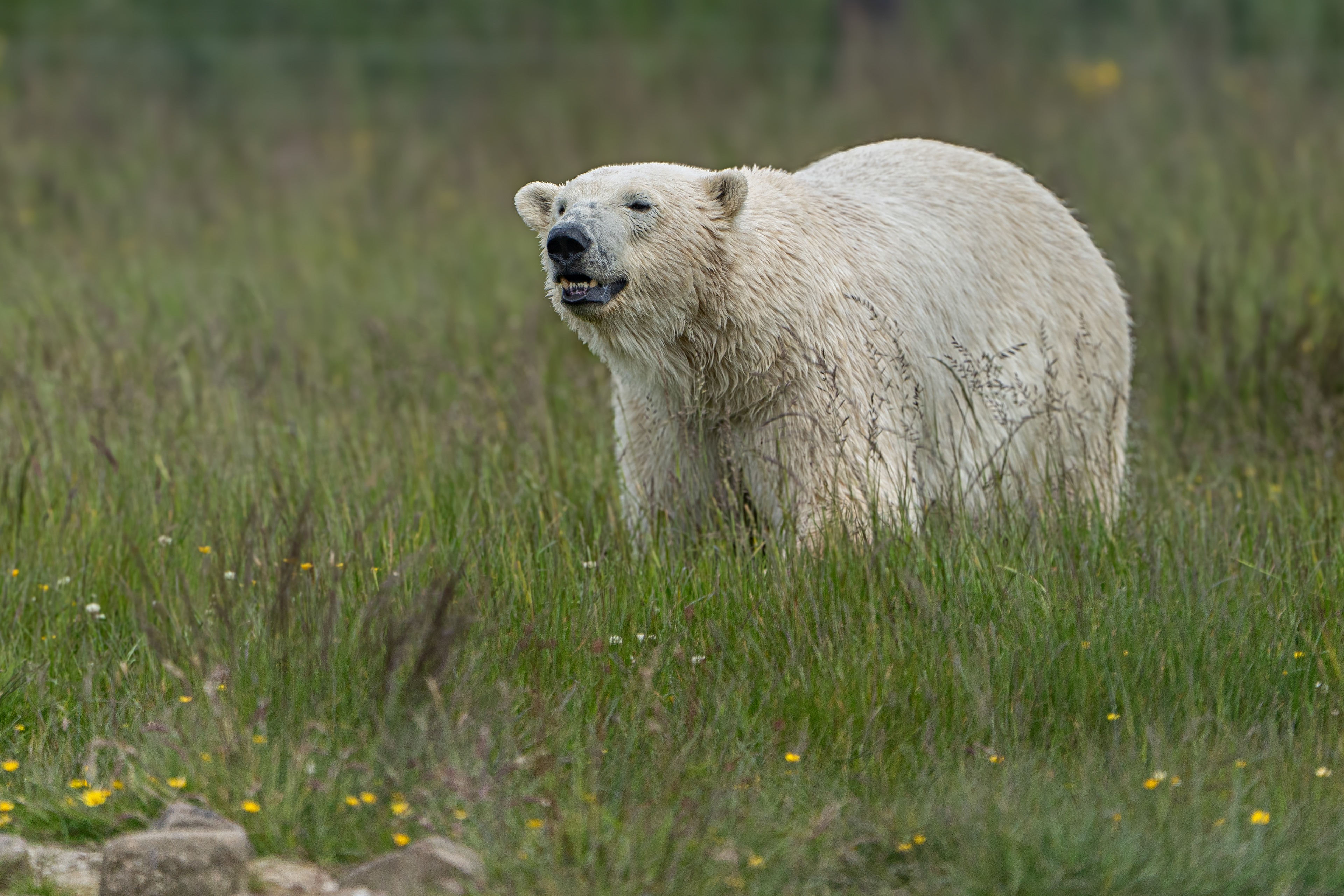 Polar Bear at Peak Wildlife Park, Staffordshire