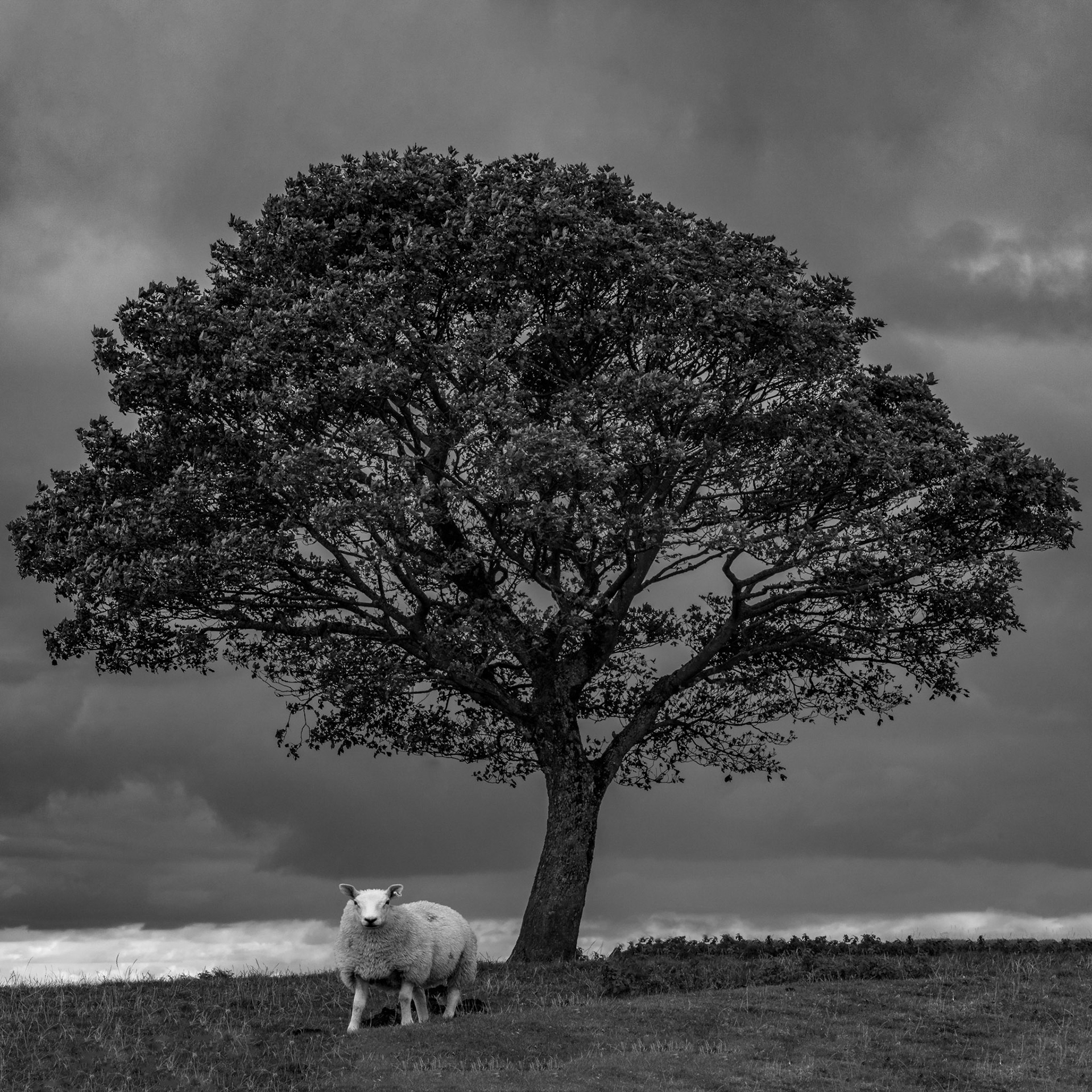 Lone Tree and Sheep