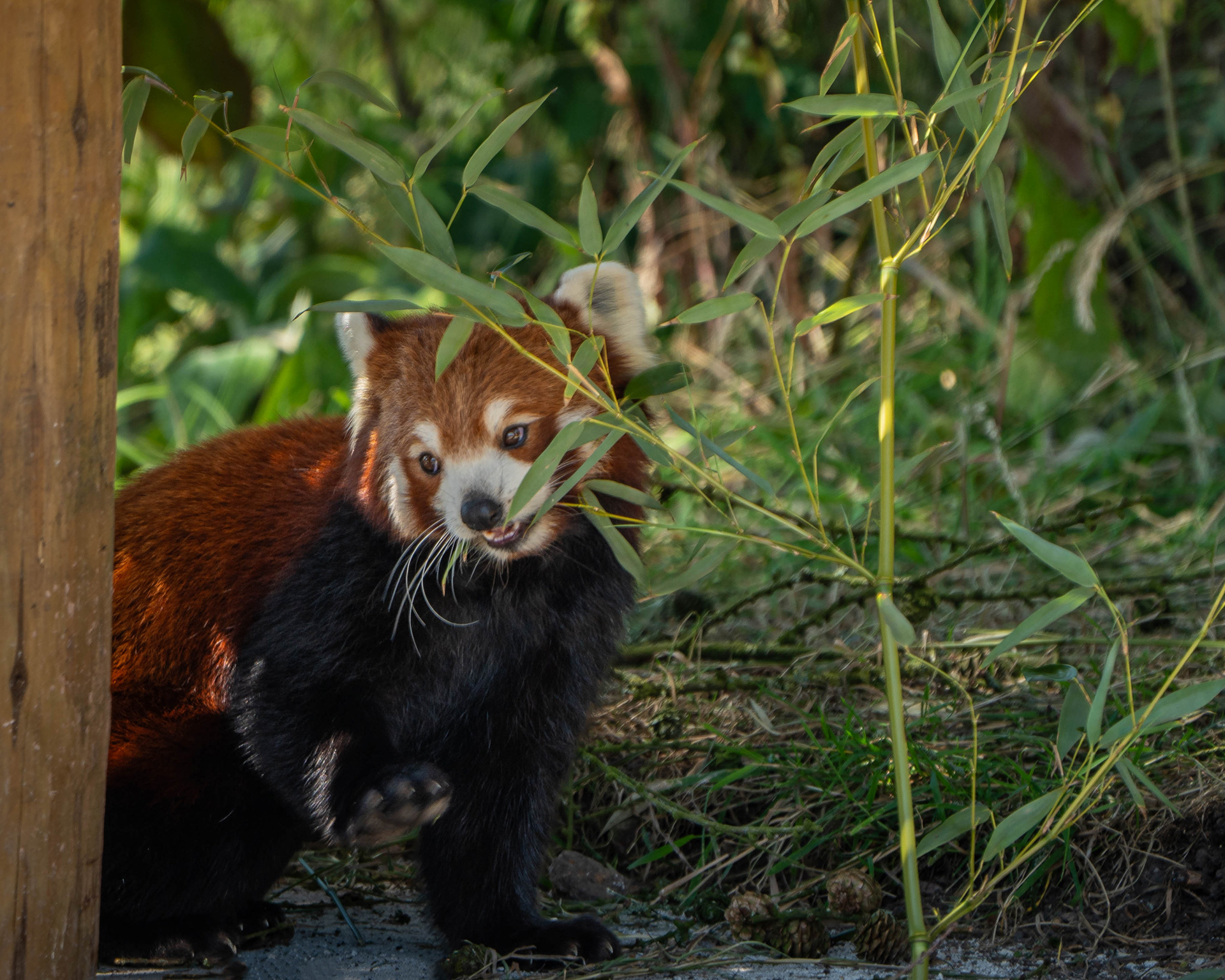 Red Panda eating bamboo, taken at Peak Wildlife Park