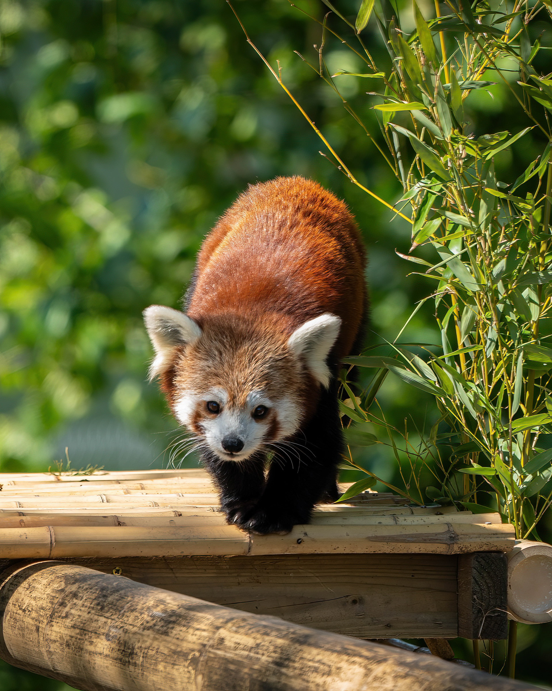Red Panda, taken at Peak Wildlife Park