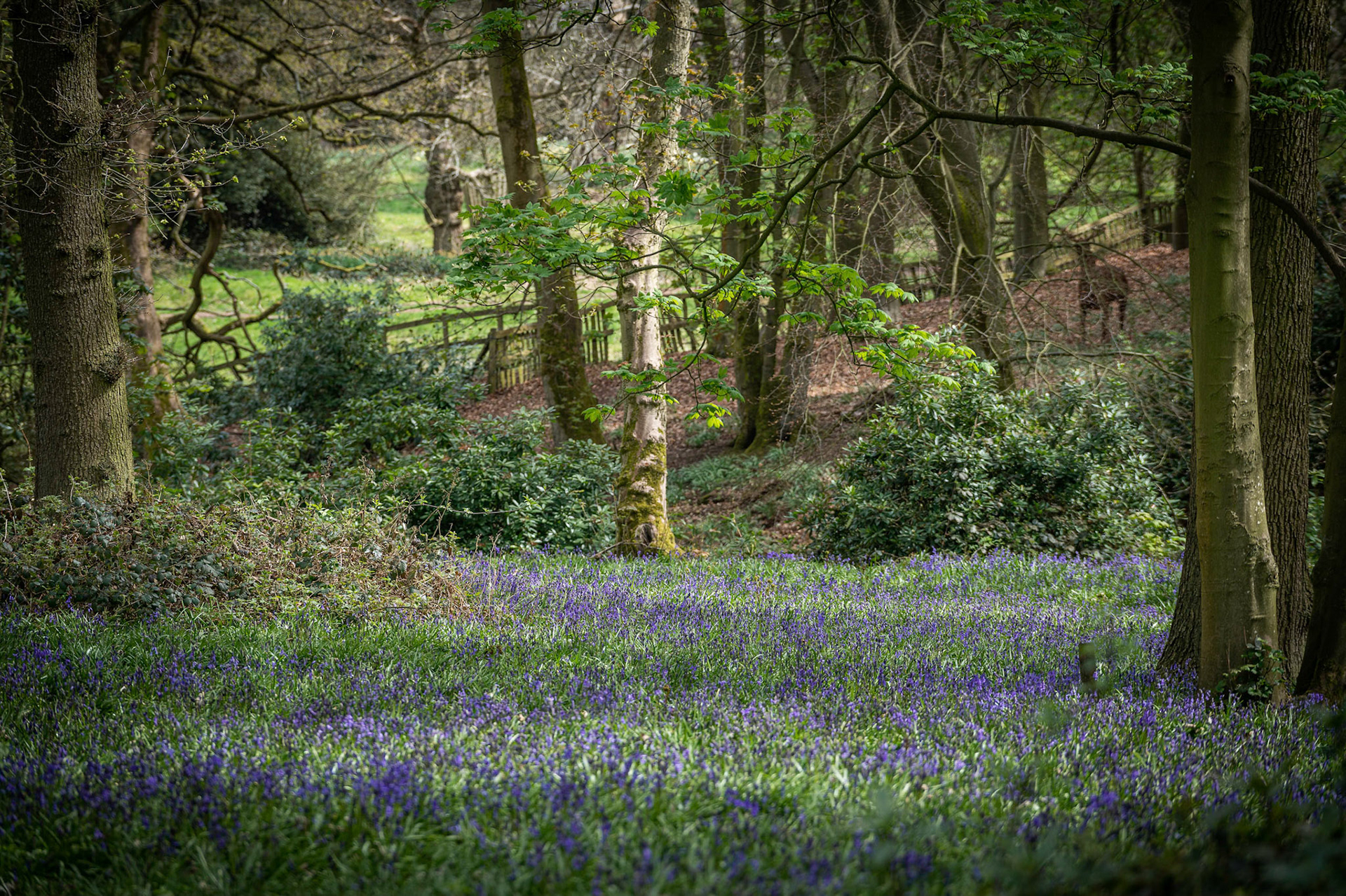 Bluebell Woods