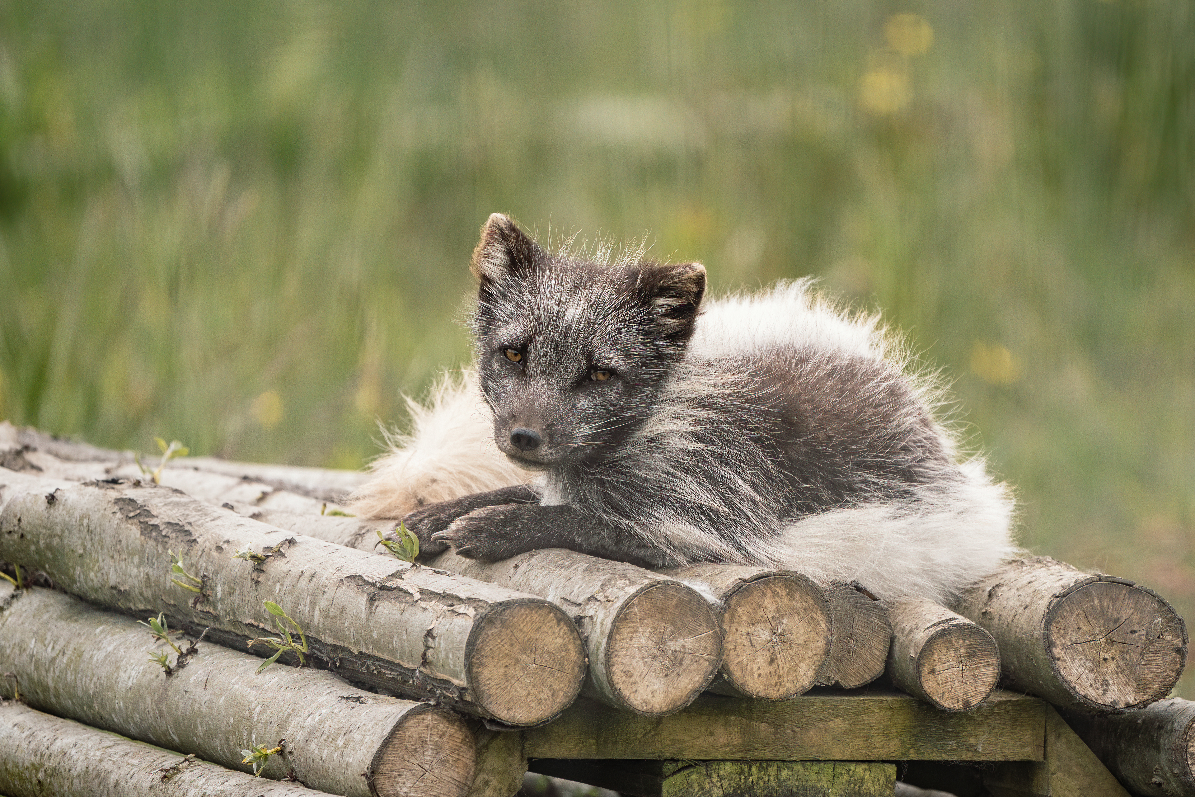Arctic Fox  shedding its winter coat, taken at Peak Wildlife Park