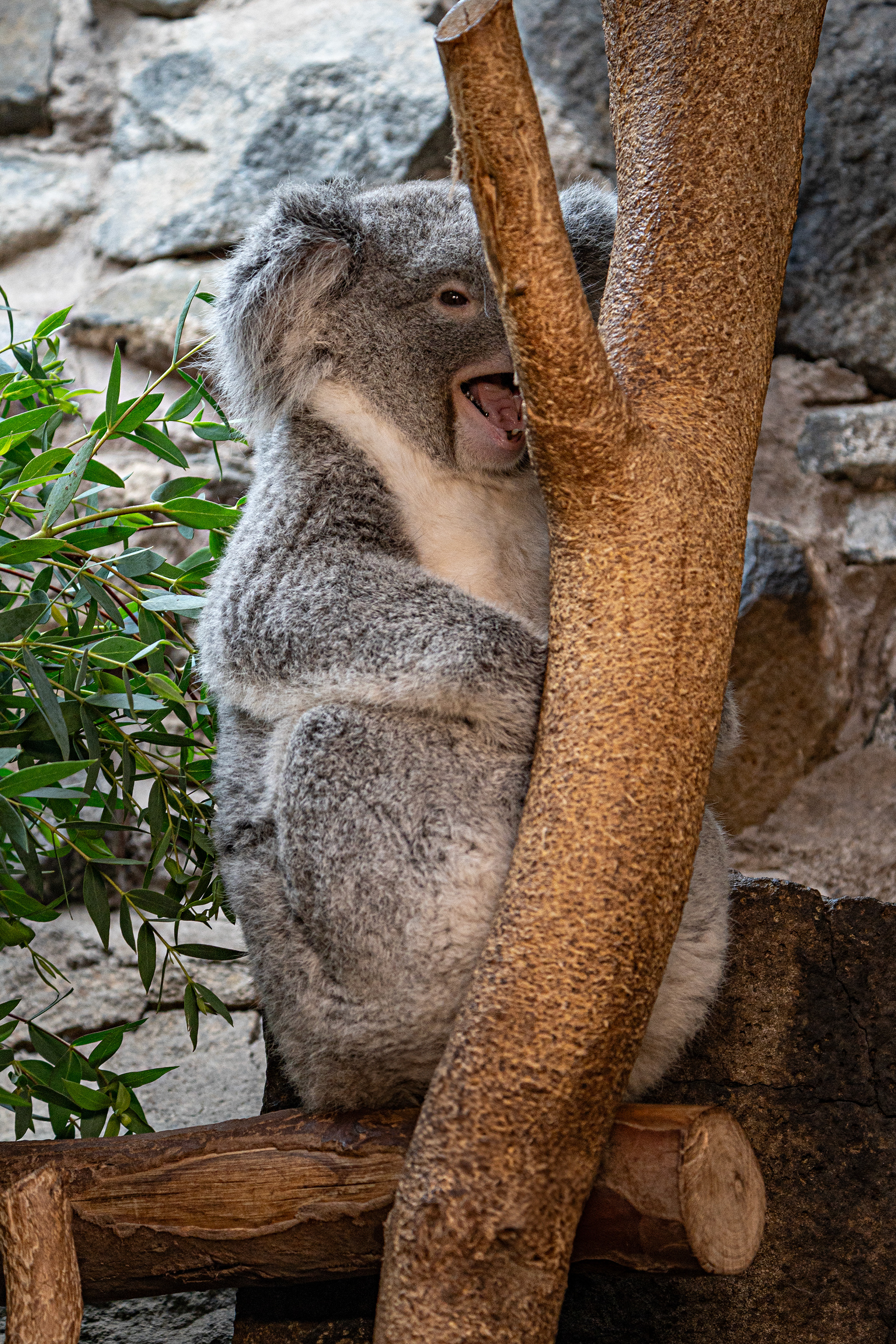 Koala - Edinburgh Zoo
