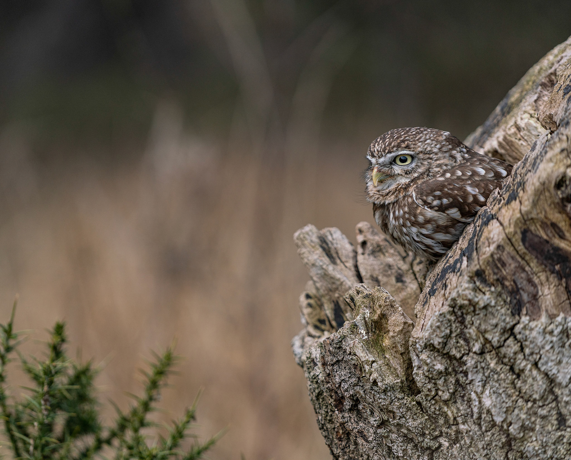 Little Owl