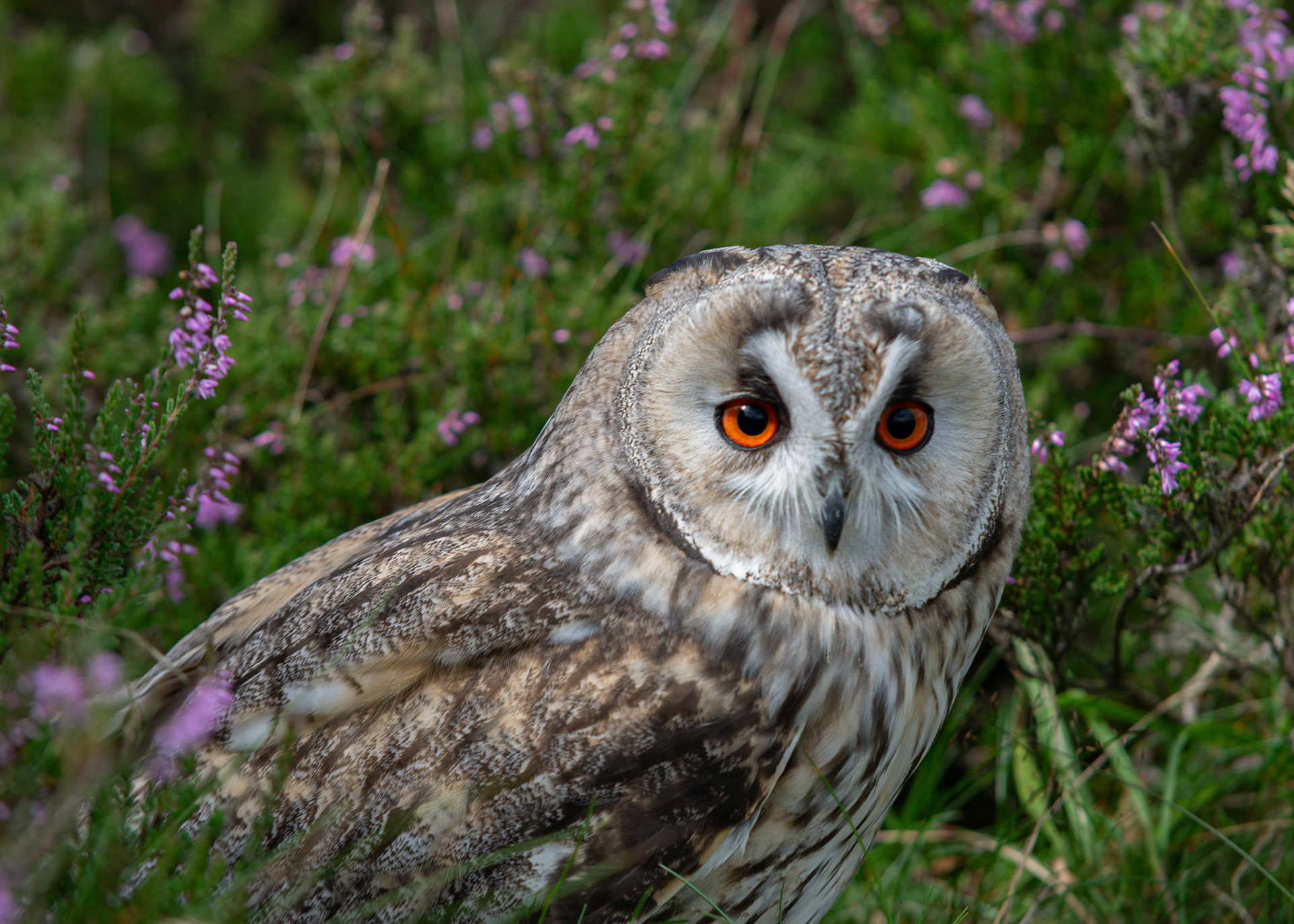 Owl in the heather