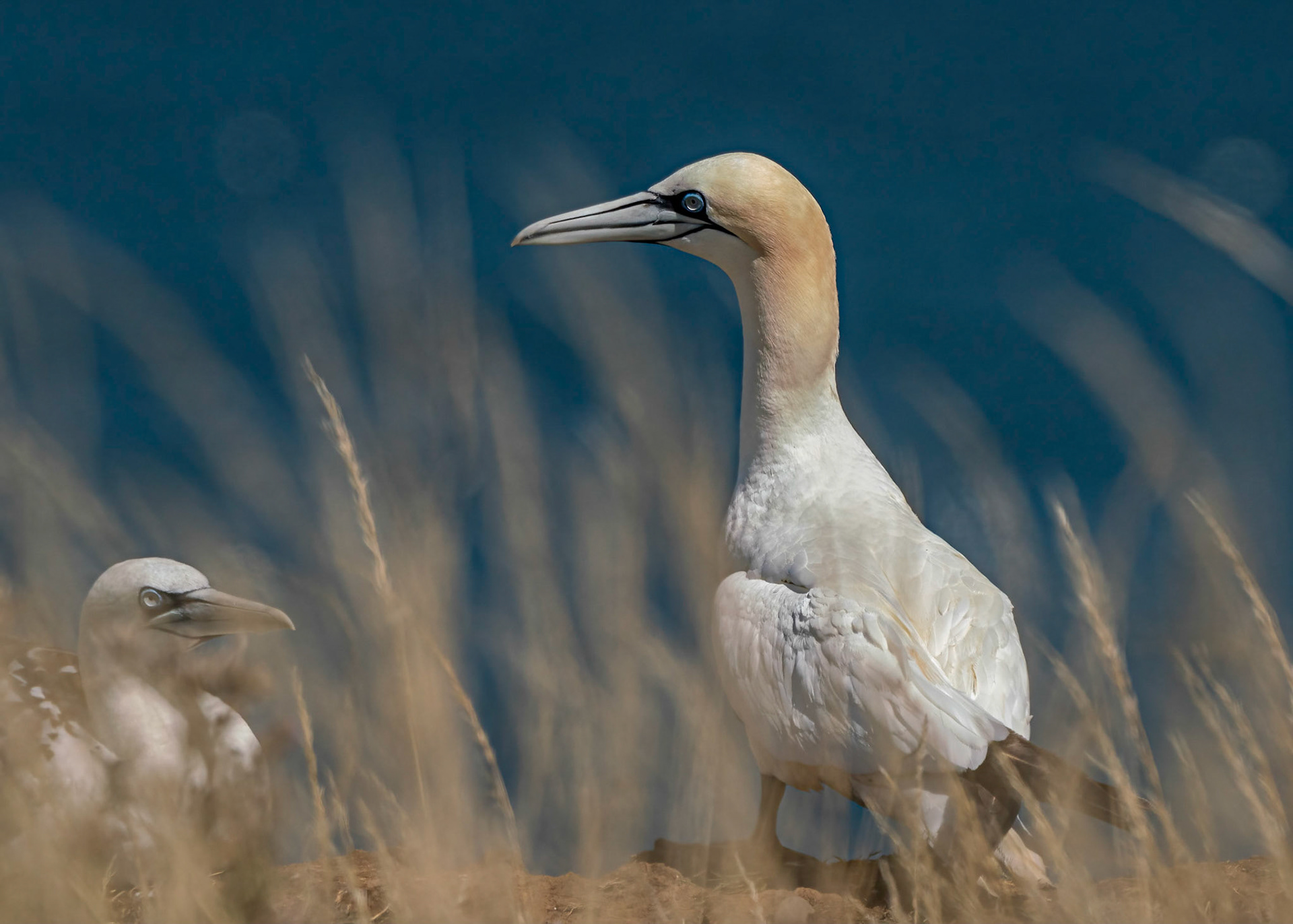 Gannets in the grass