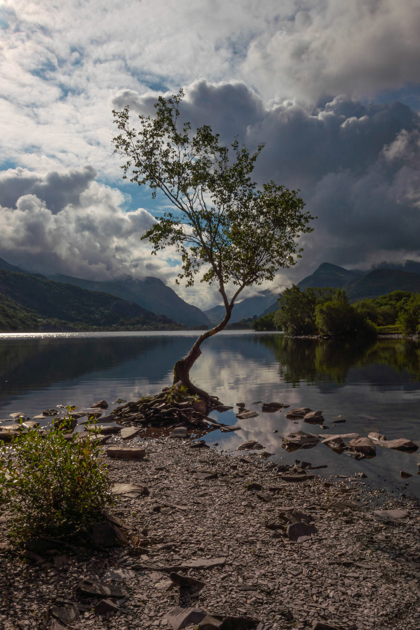 The Lone Tree Llyn Padarn 2