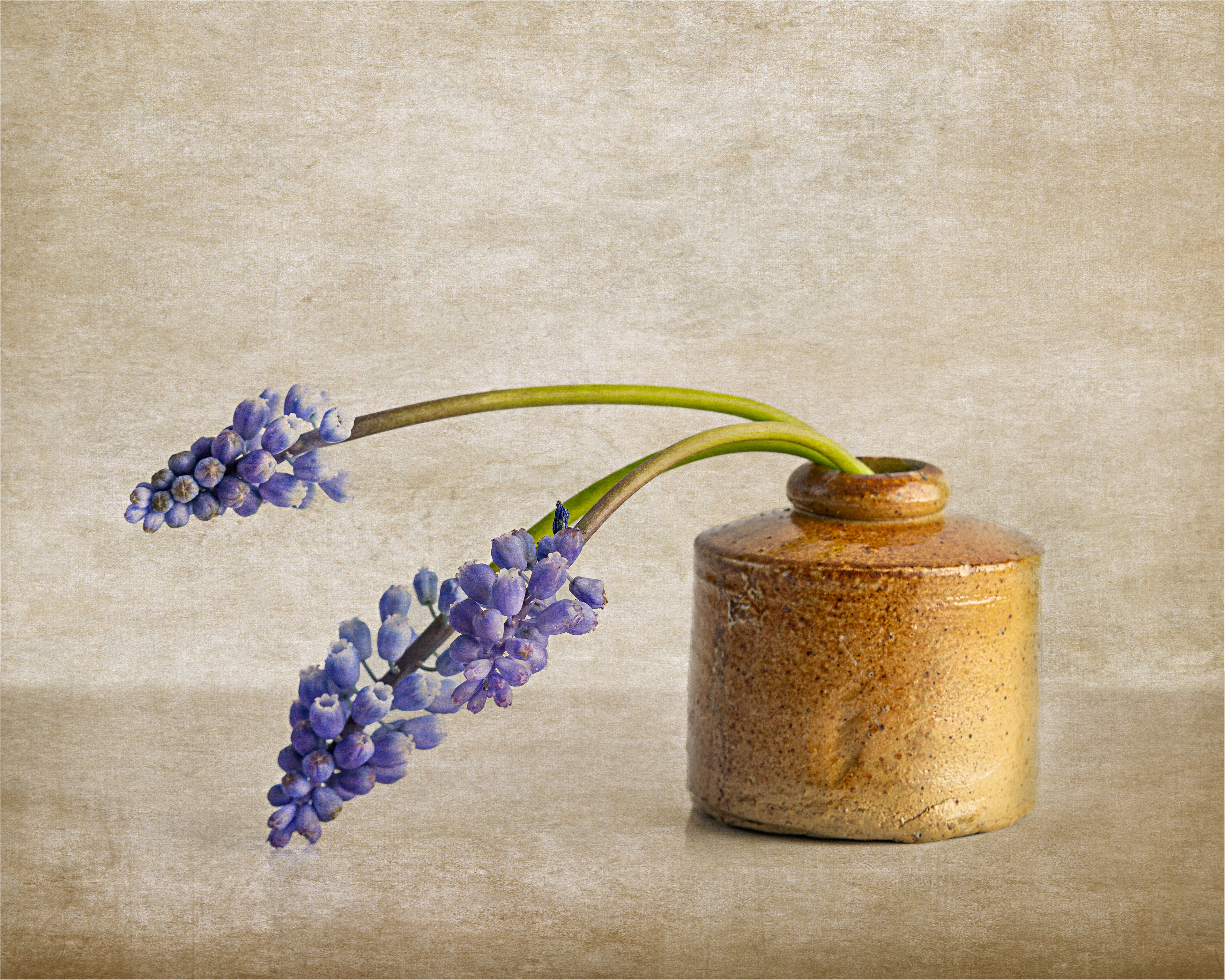 Grape Hyacinth in stone ink pot