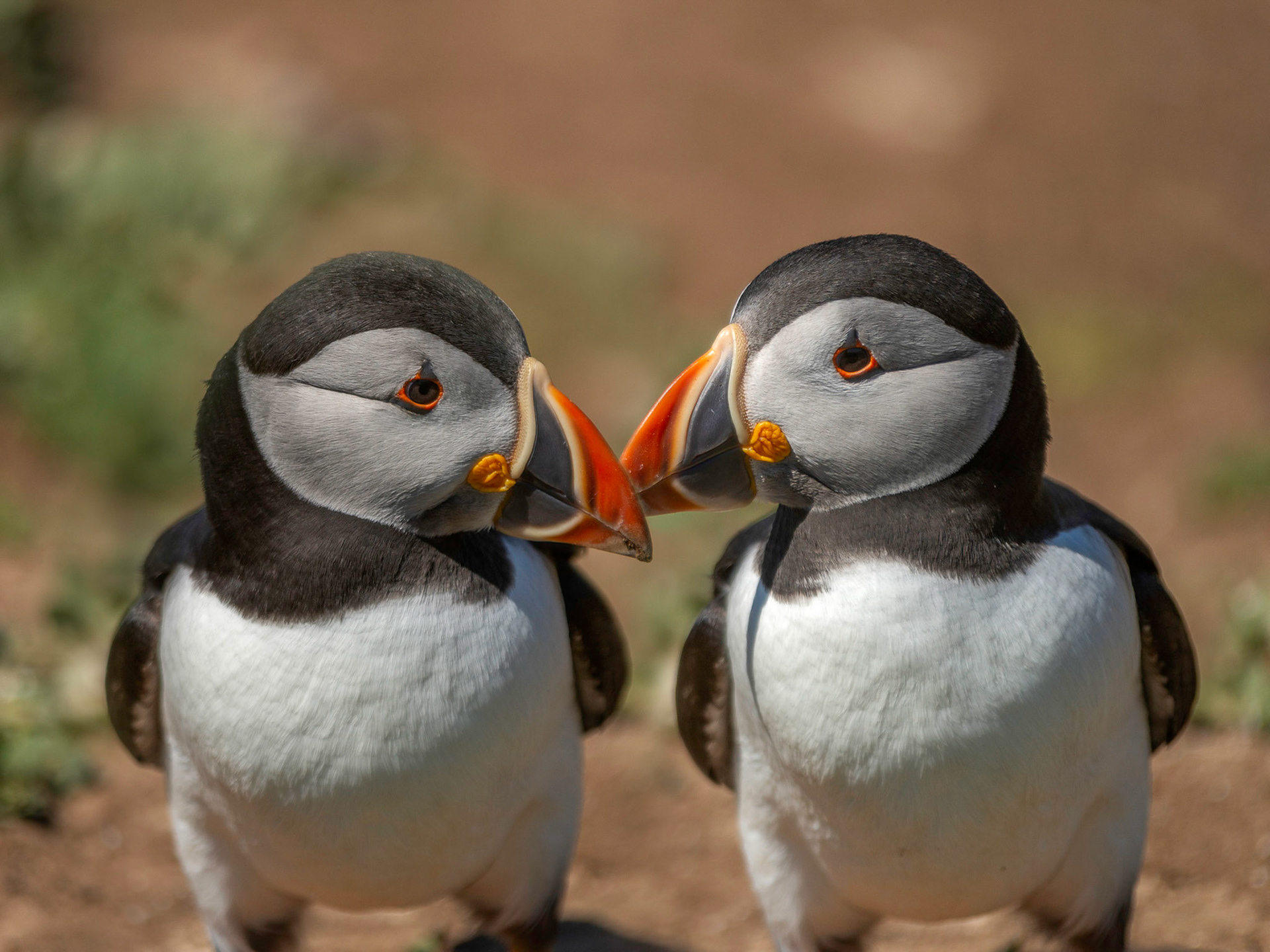Puffin Pair