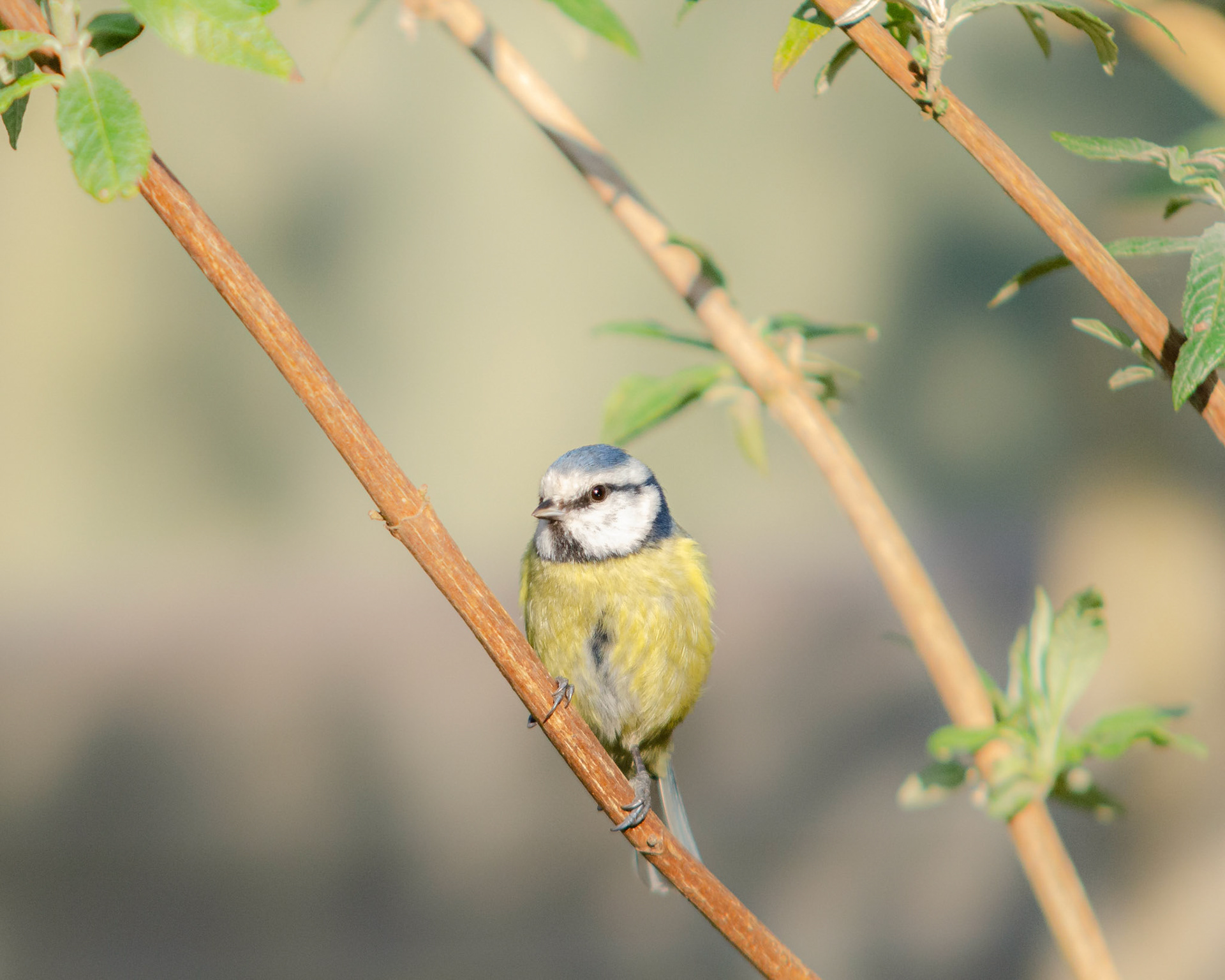 Blue Tit