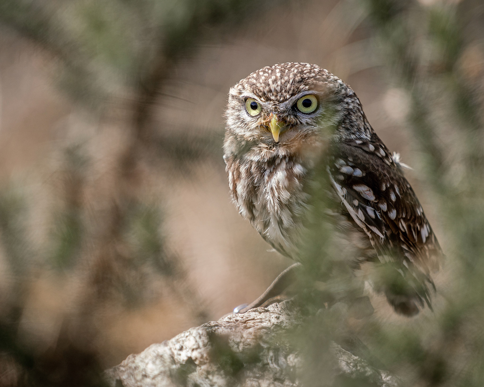 Little Owl 2
