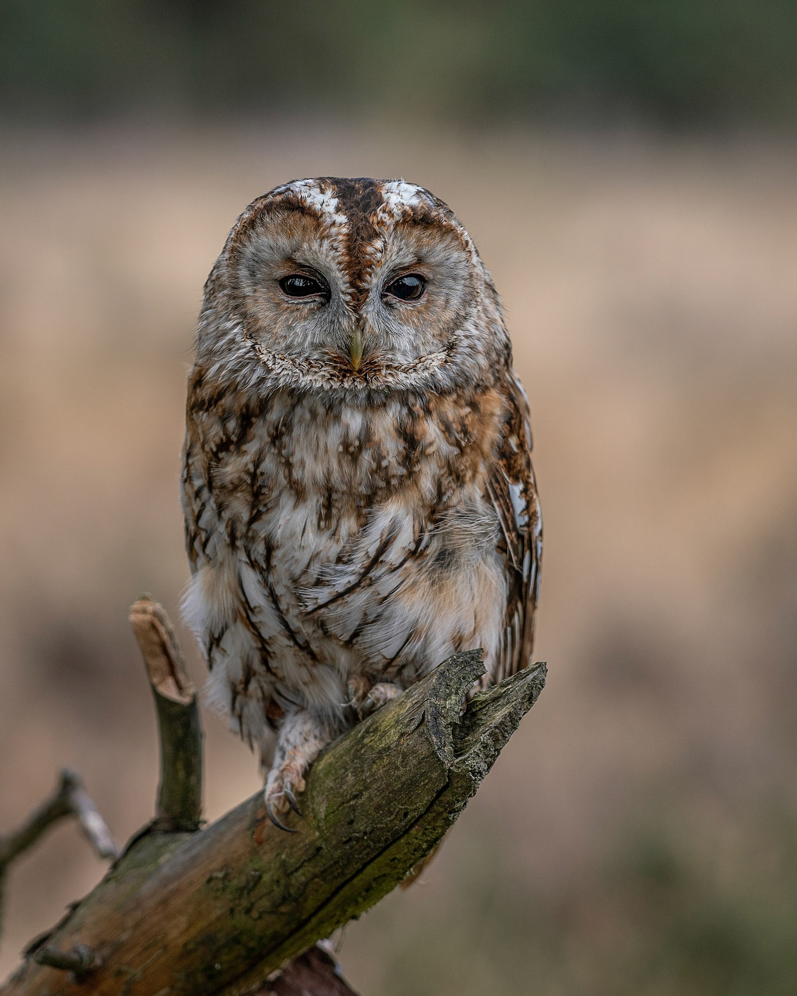 Tawny owl