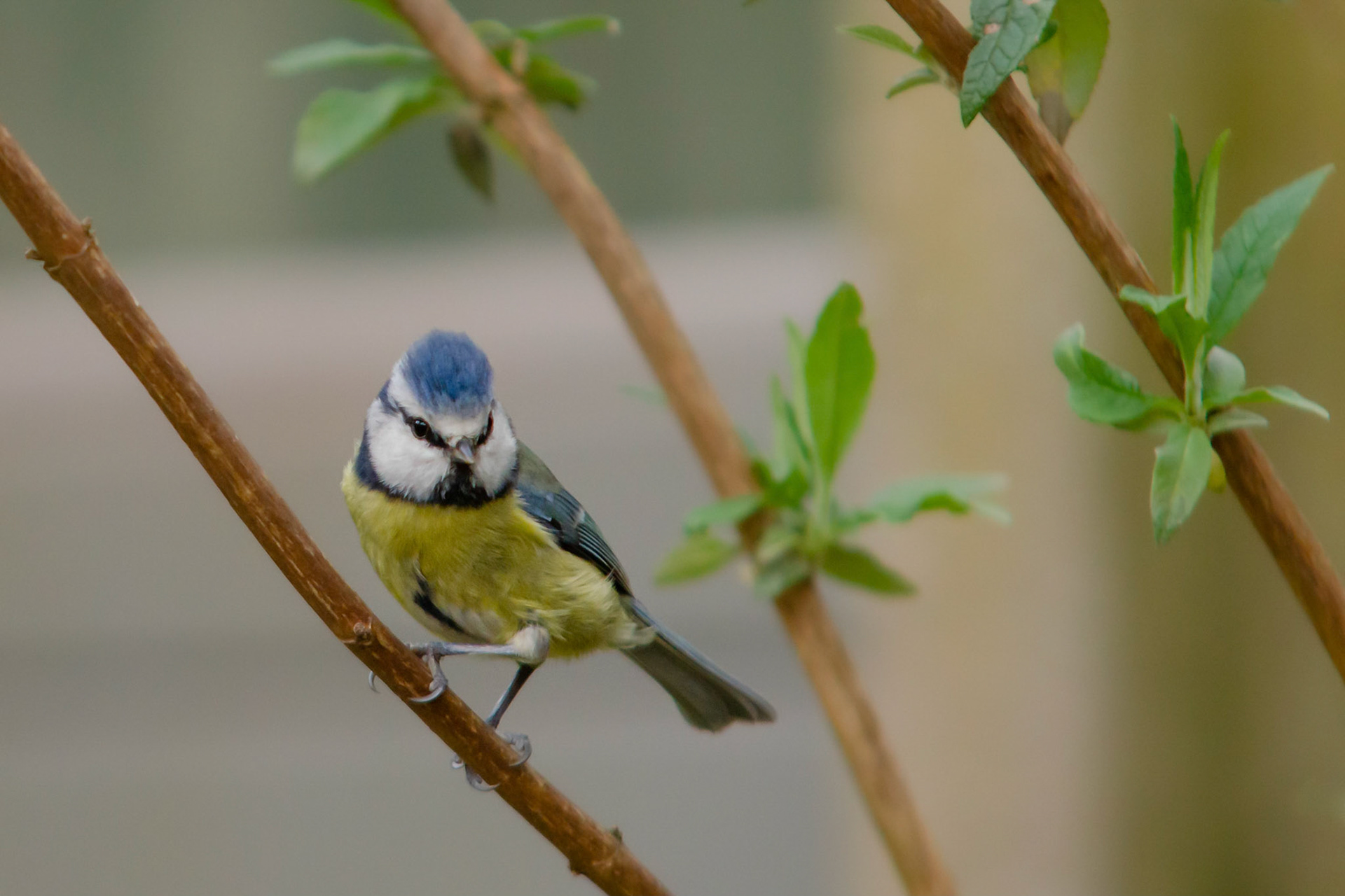 Blue Tit - Bad hair day