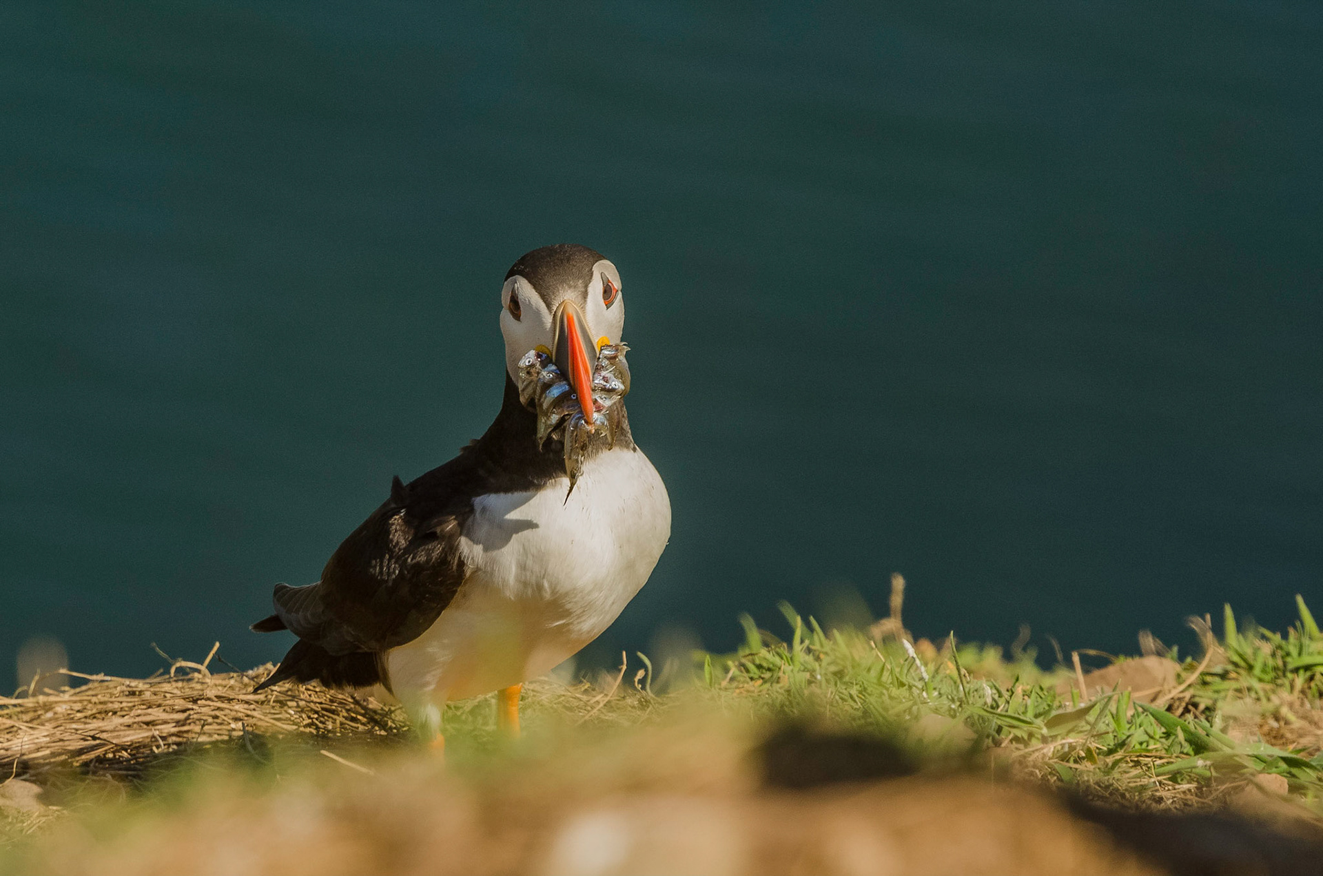 Puffin Feeding