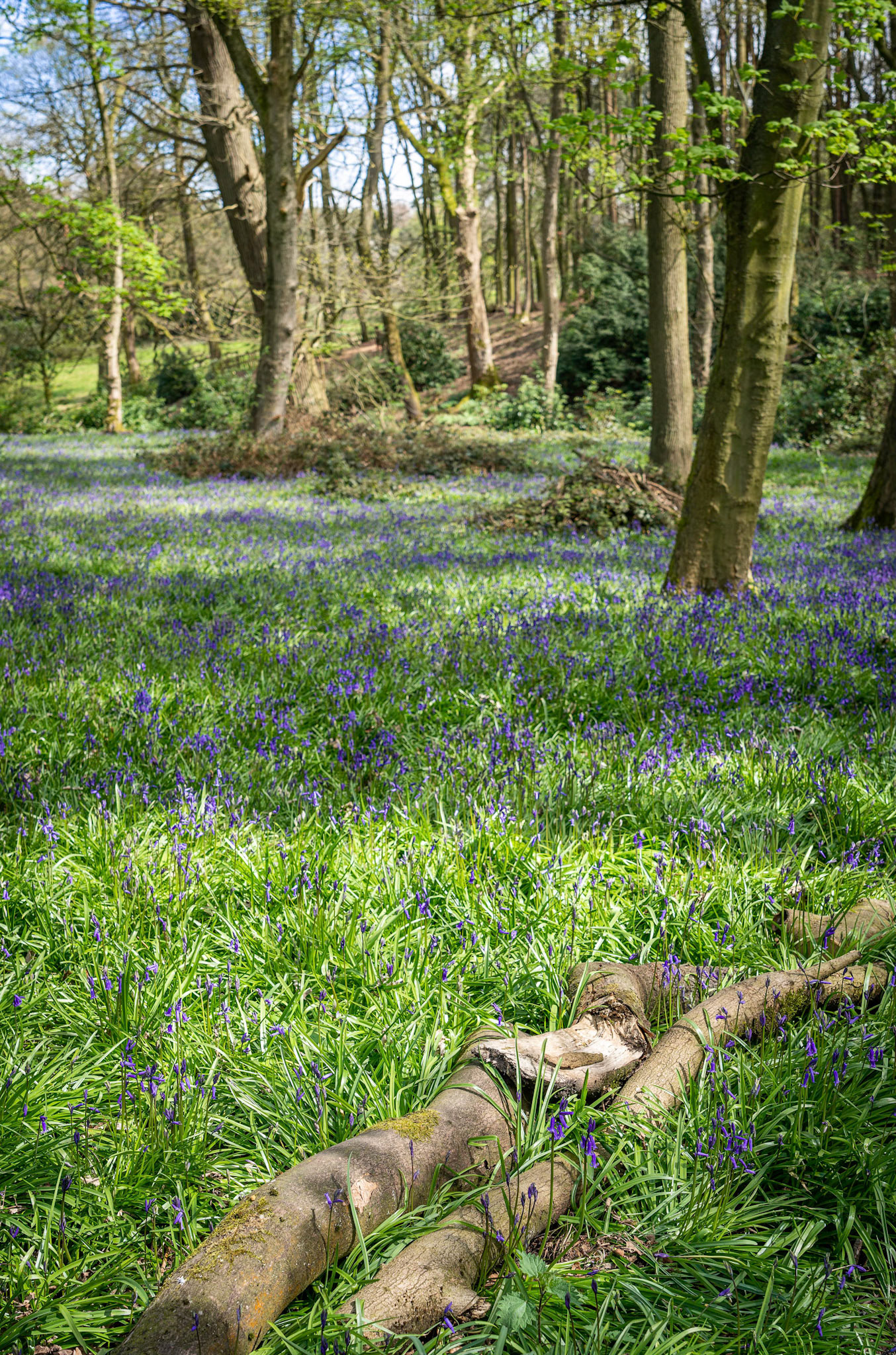Bluebells