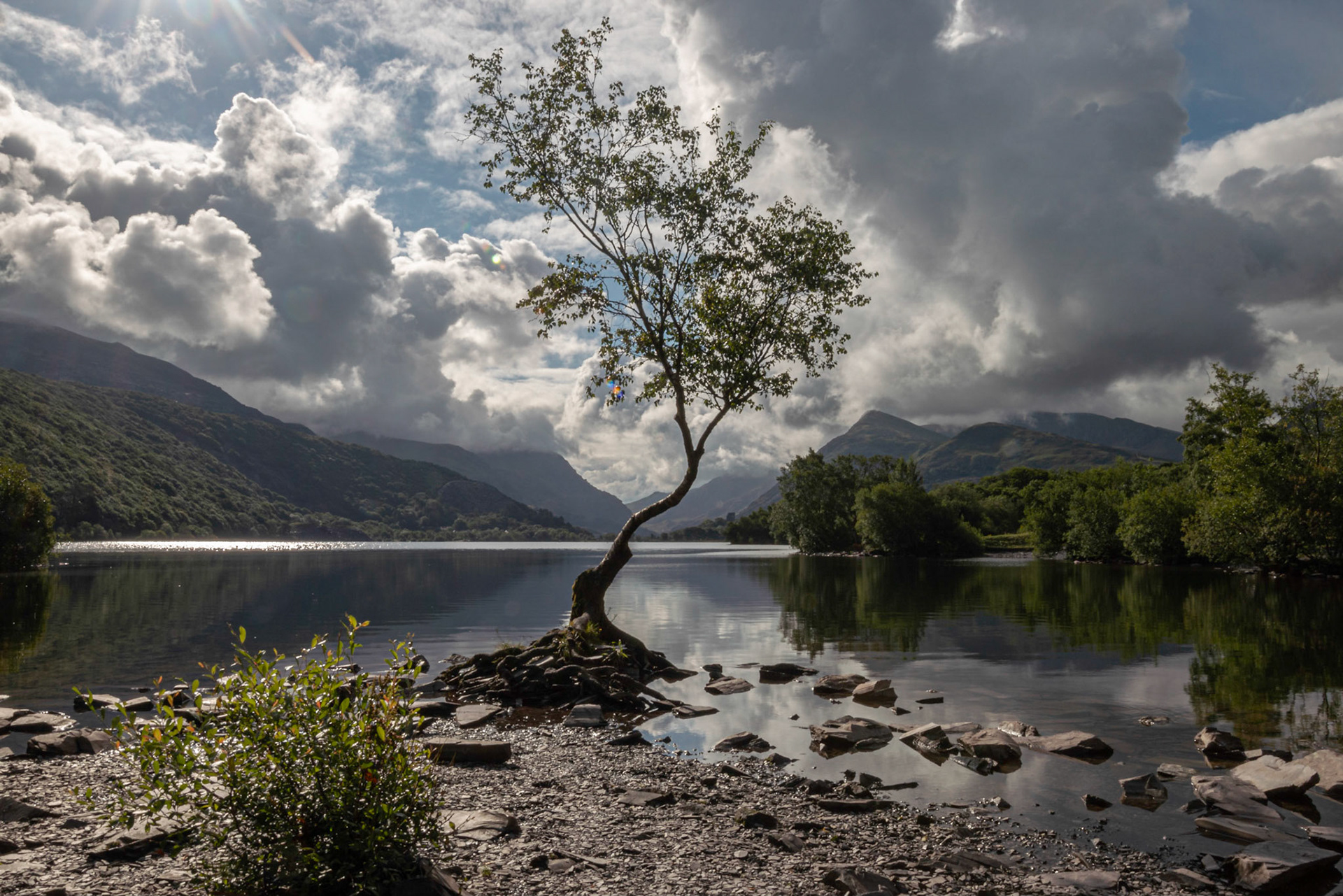 The Lone Tree Llyn Padarn