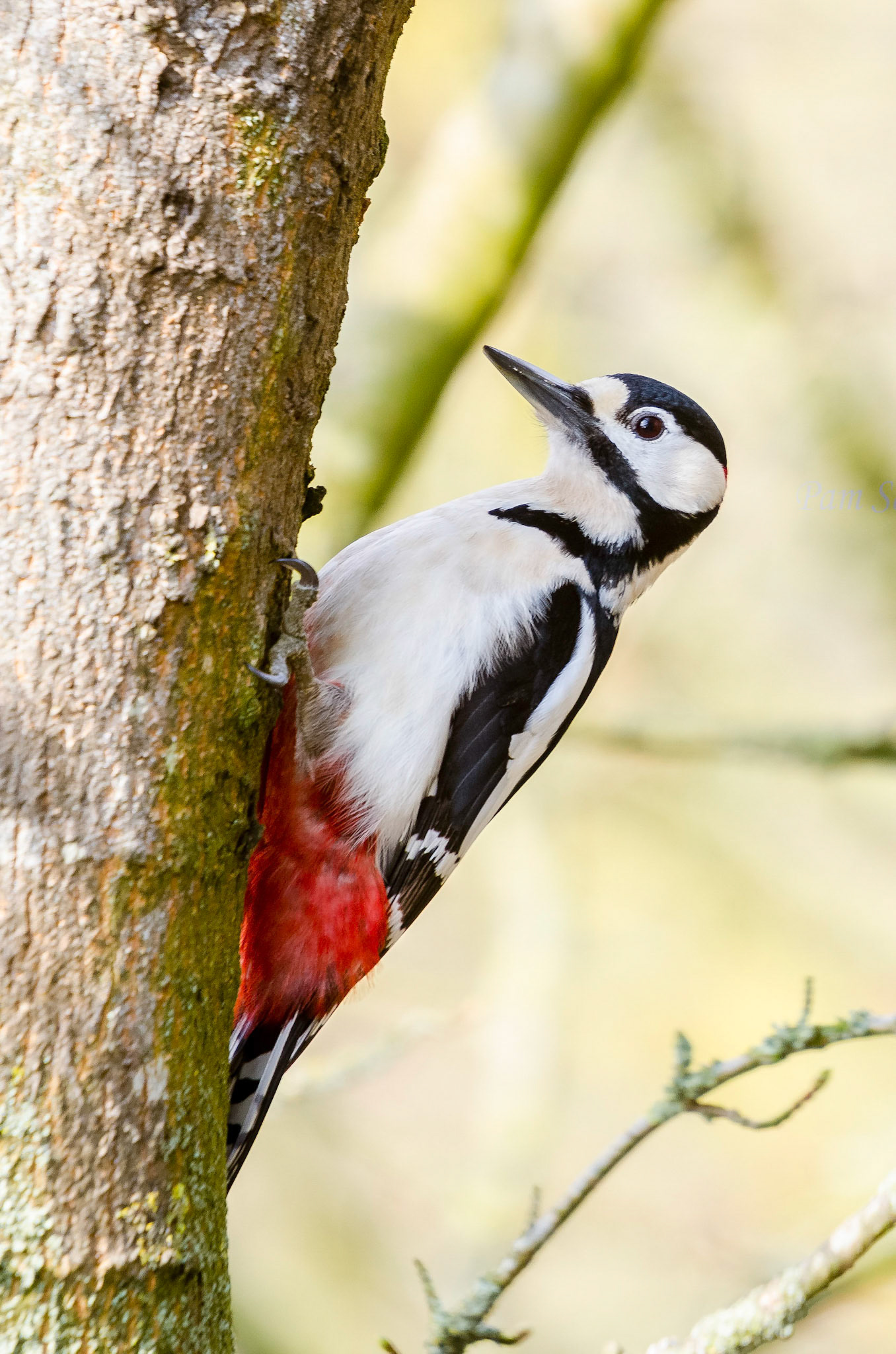 Woodpecker