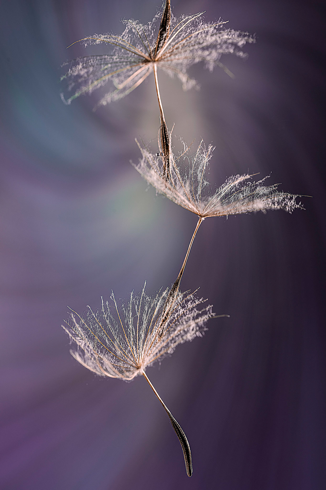Balancing Seeds